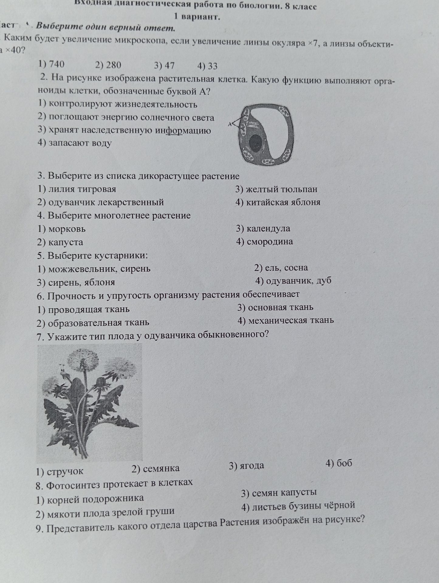 Фото задания: 8. Фотосинтез протекает в клетках: 1) корней подорожника 2) мякоти плода зрелой груши 3) семян капусты 4) листьев бузины…