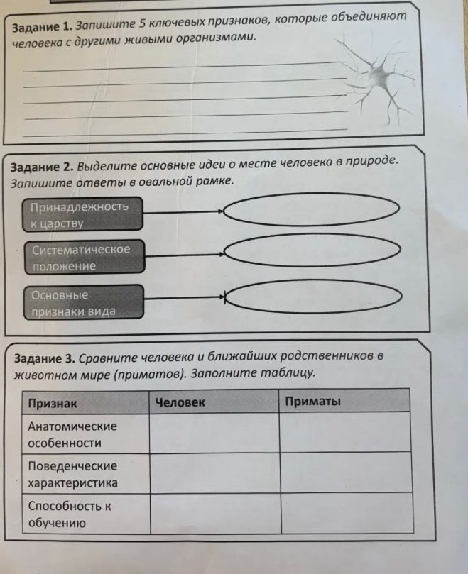 Фото задания: Задание 3. Сравните человека и ближайших родственников в животном мире (приматов). Заполните таблицу.