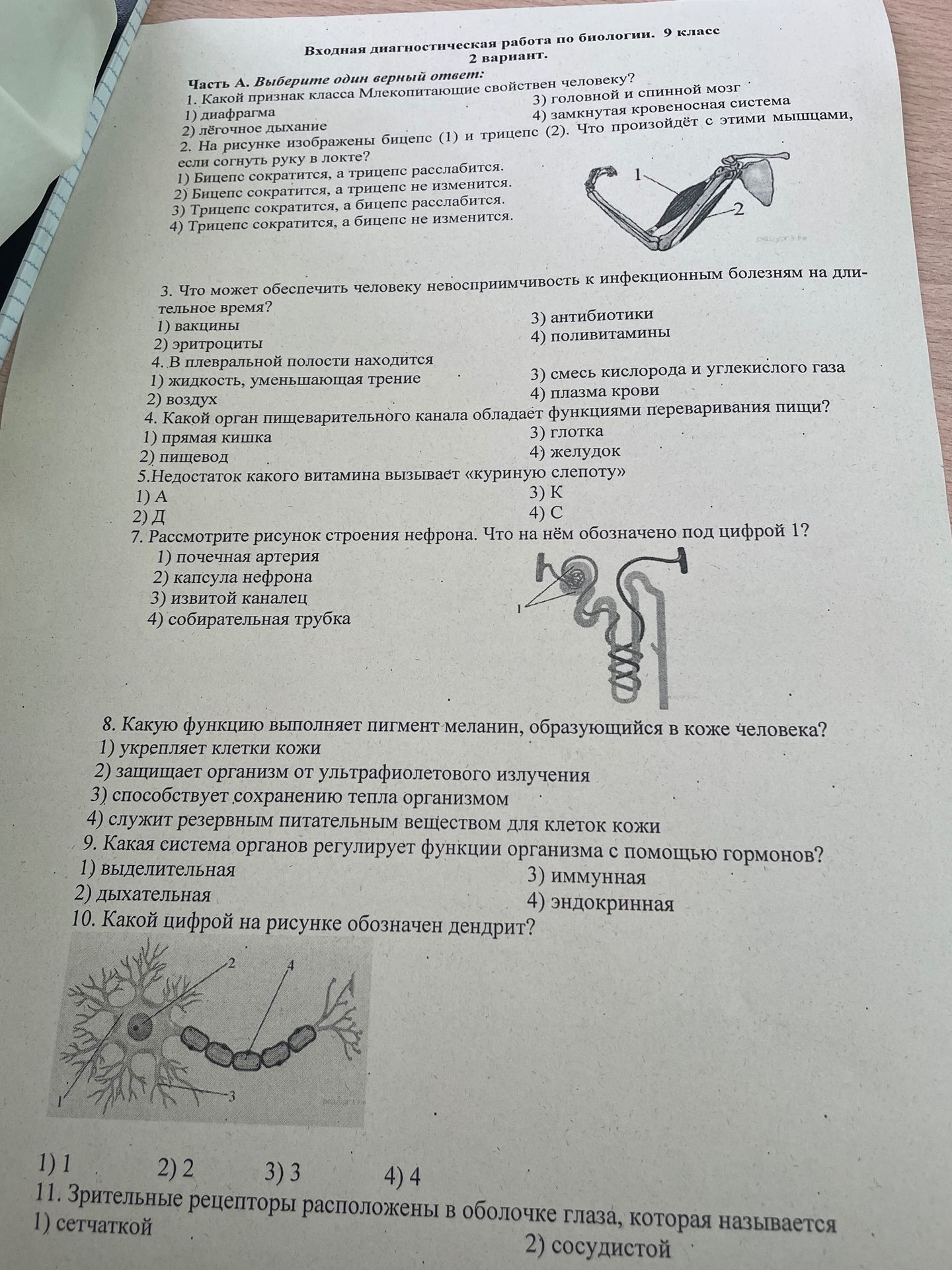 Фото задания: 10. Какой цифрой на рисунке обозначен дендрит? 1) 1 2) 2 3) 3 4) 4