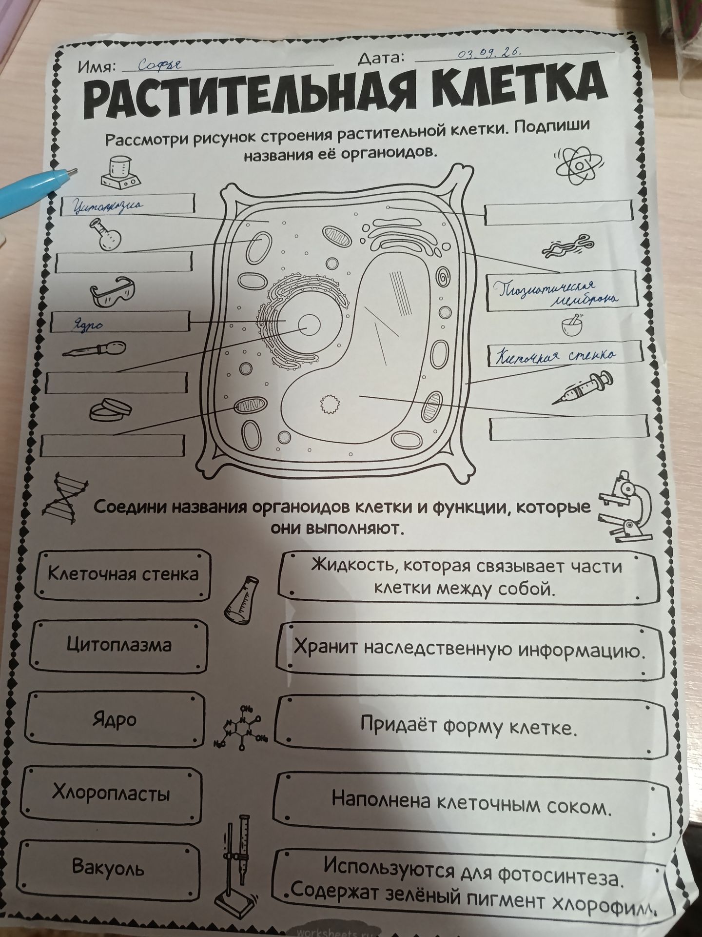 Фото задания: Соедини названия органоидов клетки и функции, которые они выполняют: клеточная стенка, цитоплазма, ядро, хлоропласты, вакуоль.