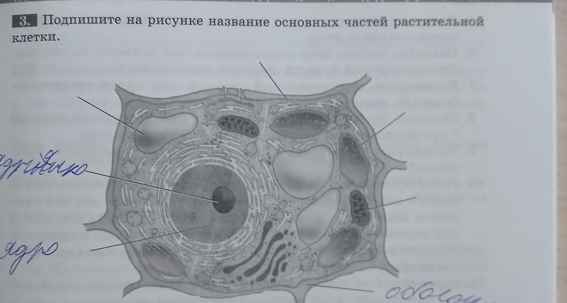 Фото задания: 3. Подпишите на рисунке название основных частей растительной клетки.