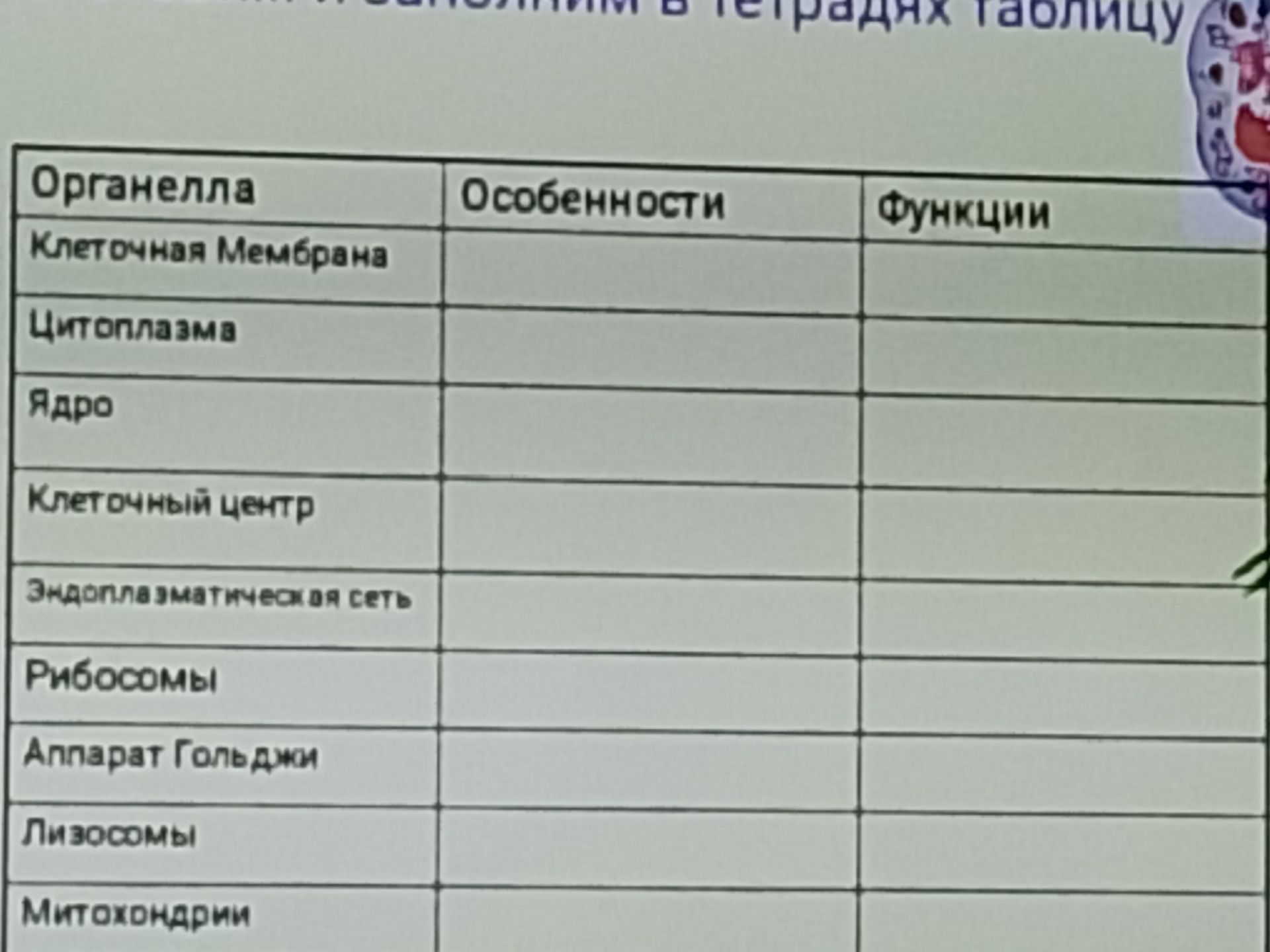 Фото задания: Заполнить таблицу «Органеллы — Особенности — Функции» для органелл: клеточная мембрана, цитоплазма, ядро, клеточный центр,…