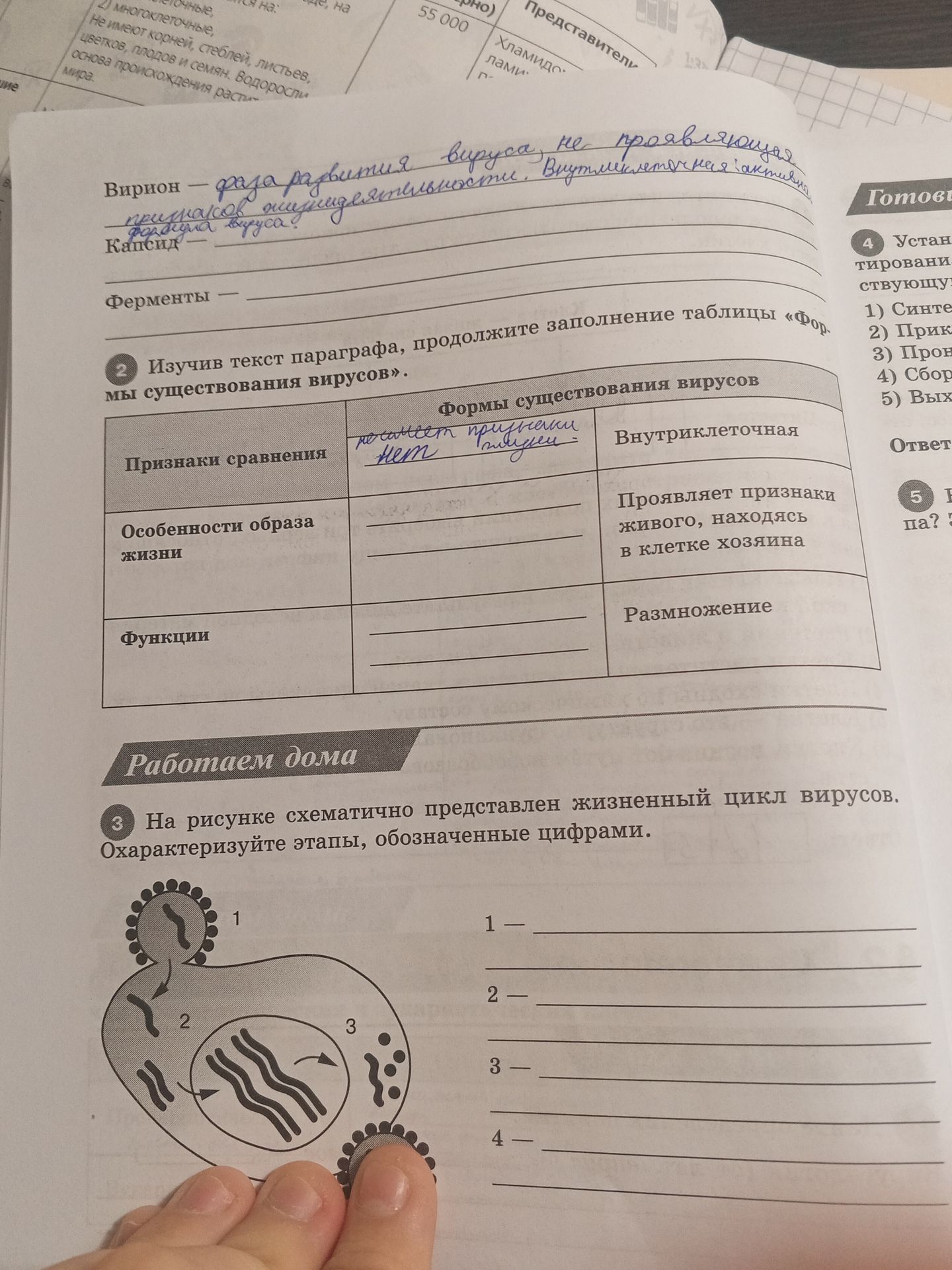 Фото задания: Вирион — …; Капсид — …; Ферменты — …