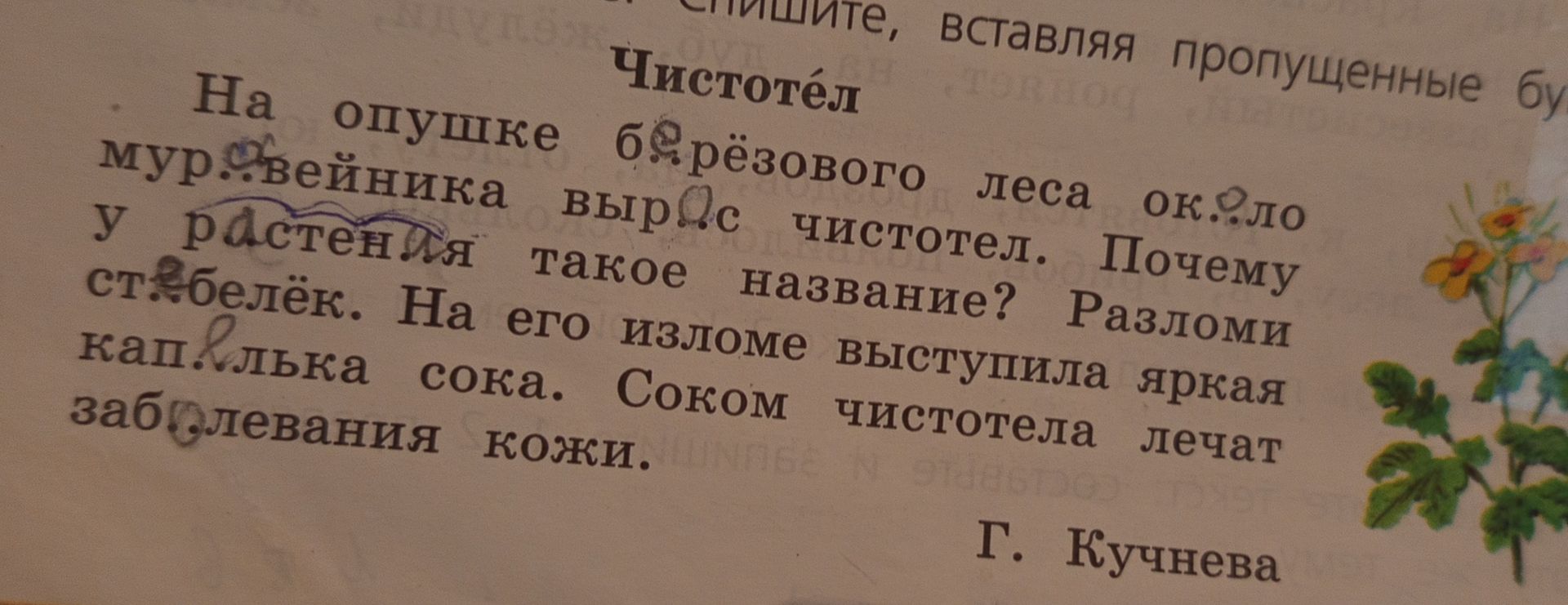 Фото задания: Спишите, вставляя пропущенные буквы: На опушке б...рёзового леса ок...ло мурав...йника выр...с чистотел. Почему у…