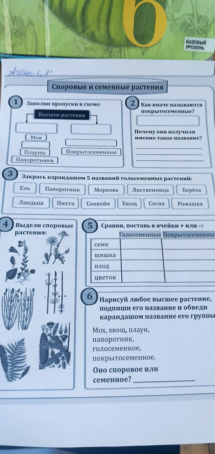 Фото задания: 4. Выдели споровые растения.