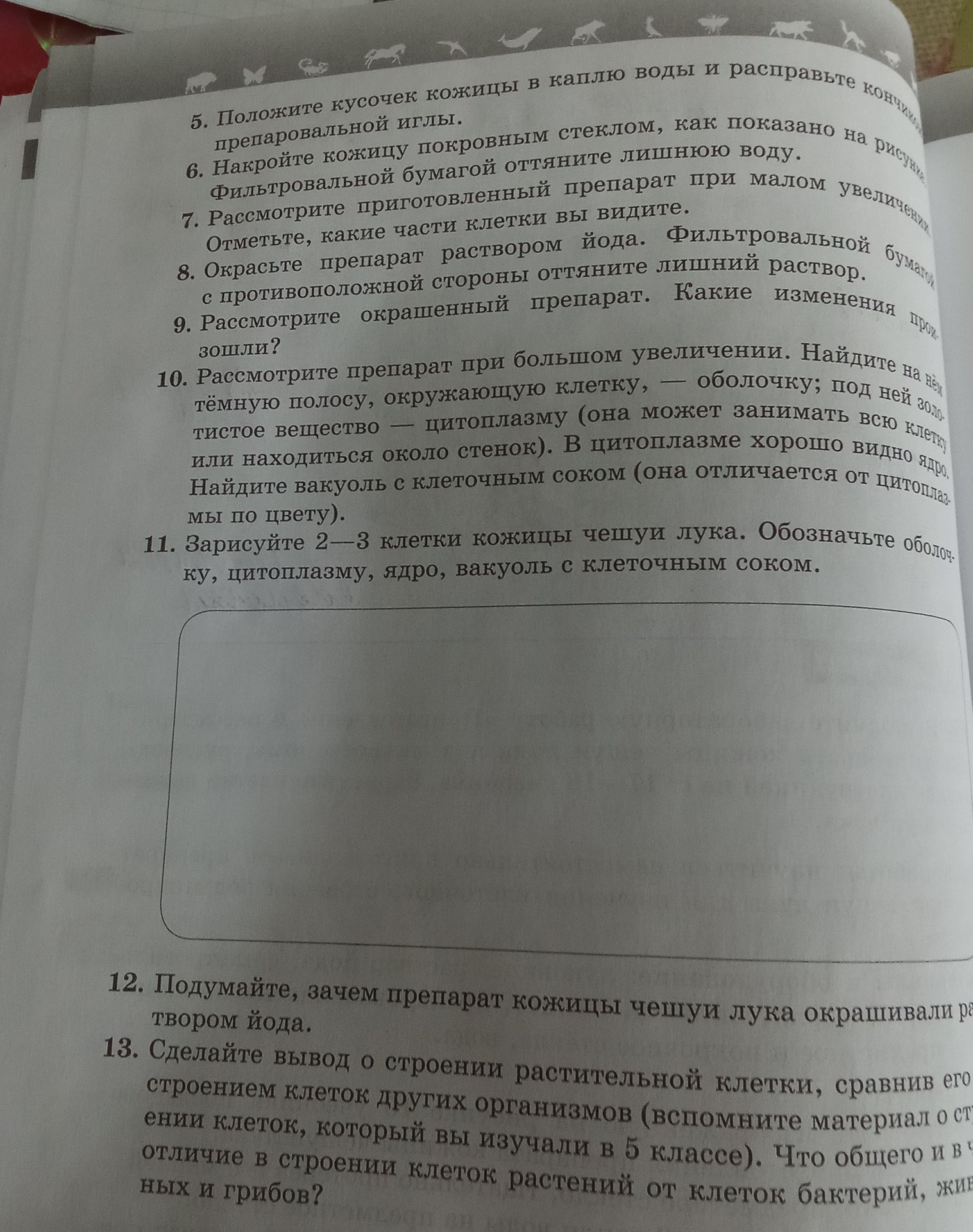 Фото задания: 12. Подумайте, зачем препарат кожицы чешуи лука окрашивали раствором йода.