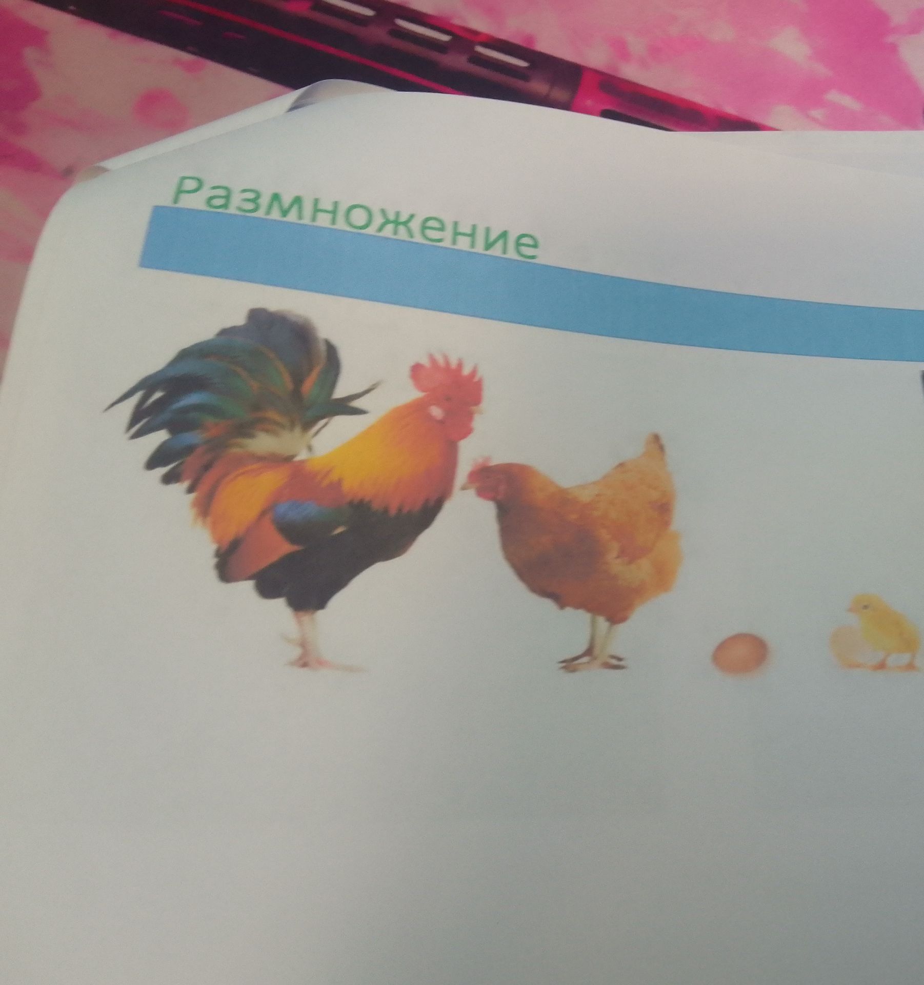 Фото задания: Размножение. Рассмотри картинки и установи последовательность размножения курицы.