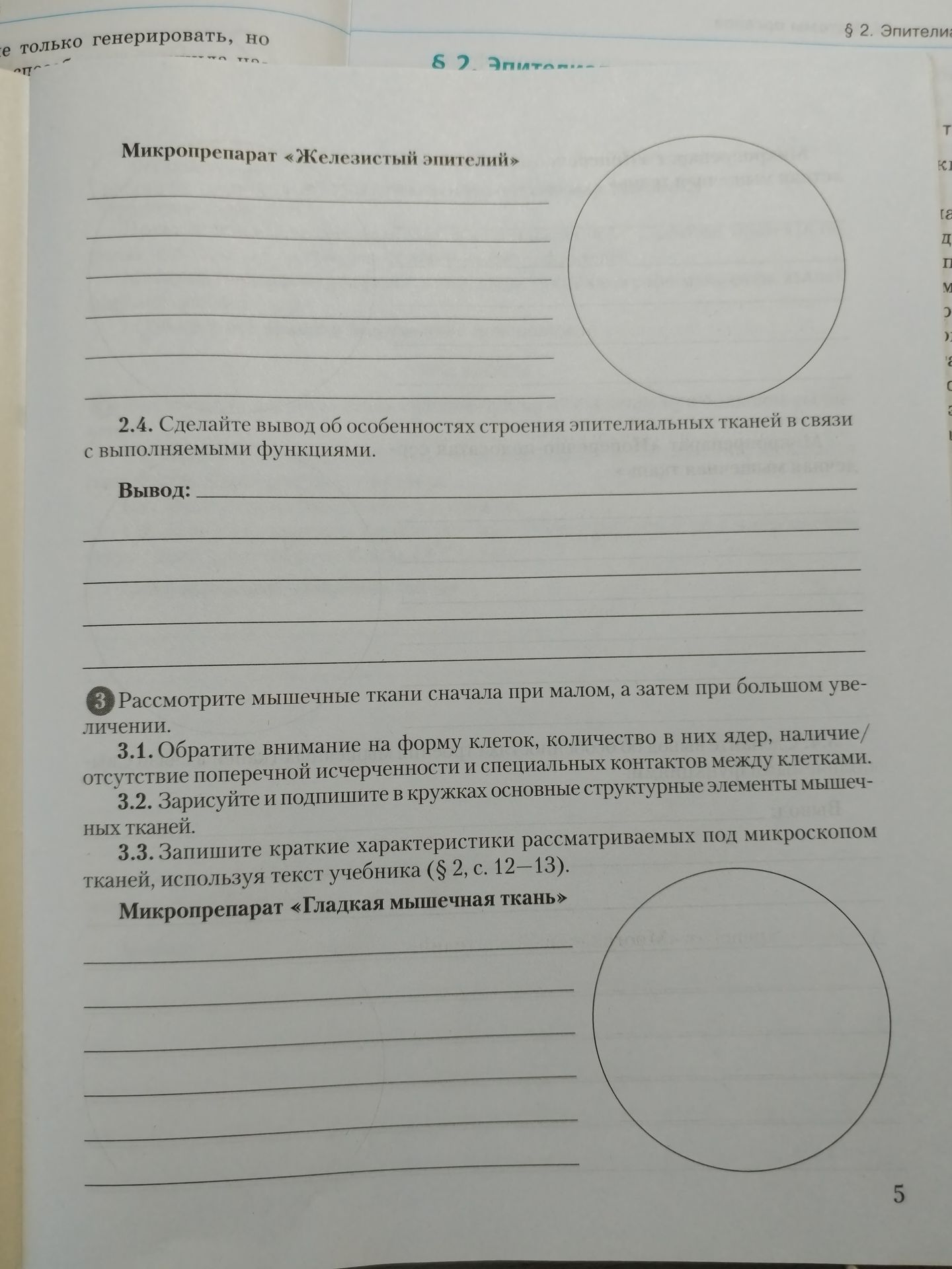 Фото задания: 2.4. Сделайте вывод об особенностях строения эпителиальных тканей в связи с выполняемыми функциями.