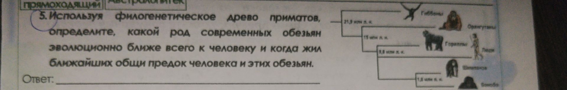 Фото задания: 5. Используя филогенетическое древо приматов, определите, какой род современных обезьян эволюционно ближе всего к человеку…