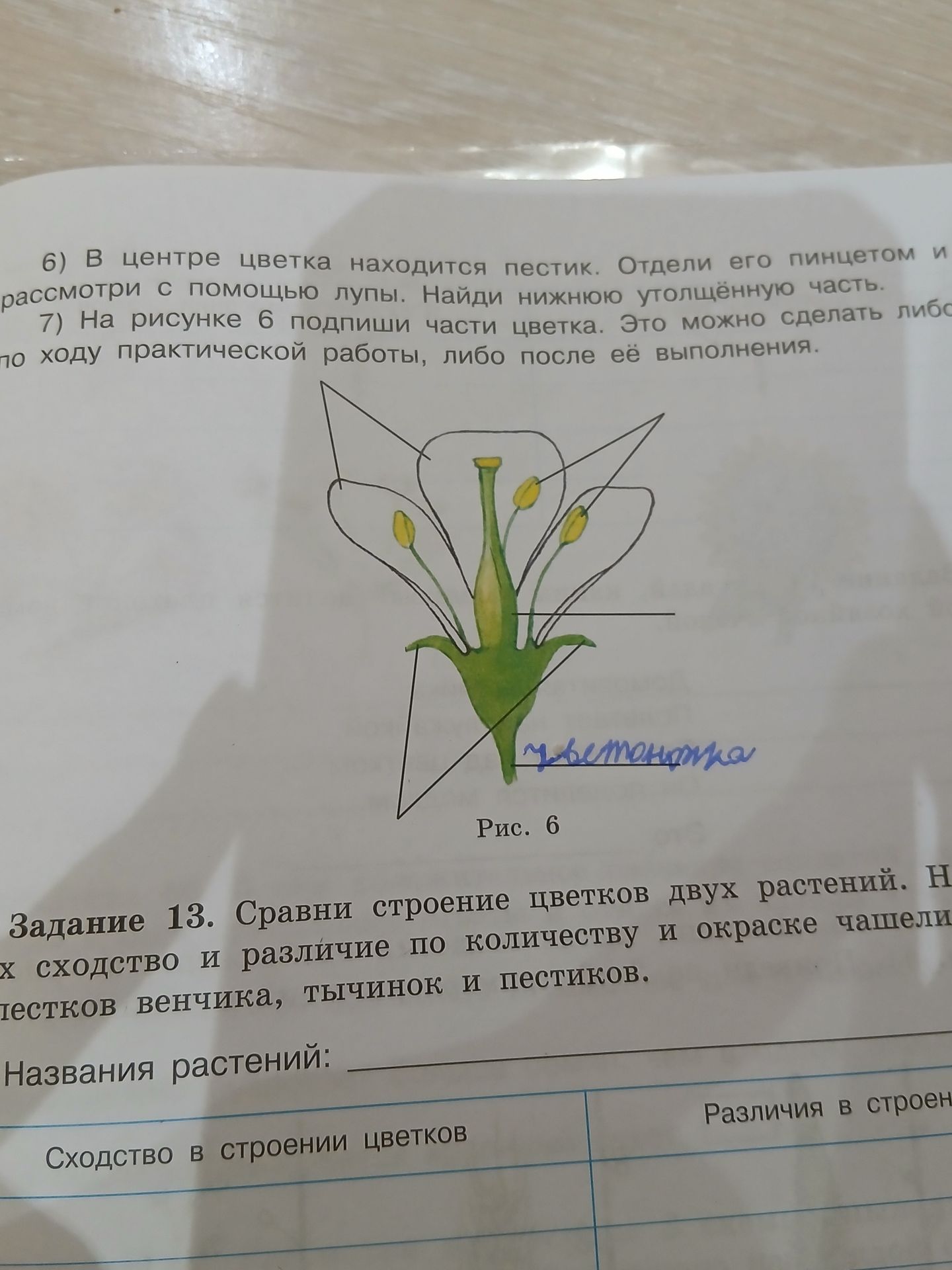 Фото задания: 6) В центре цветка находится пестик. Отдели его пинцетом и рассмотри с помощью лупы. Найди нижнюю утолщённую часть.