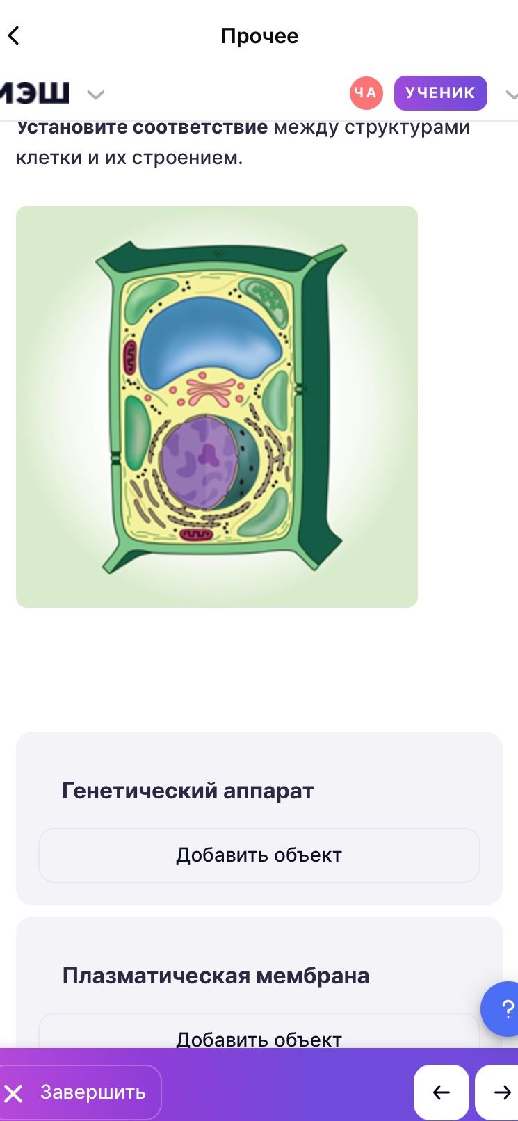 Фото задания: Установите соответствие между структурами клетки и их строением. На изображении видна растительная клетка. Структуры:…