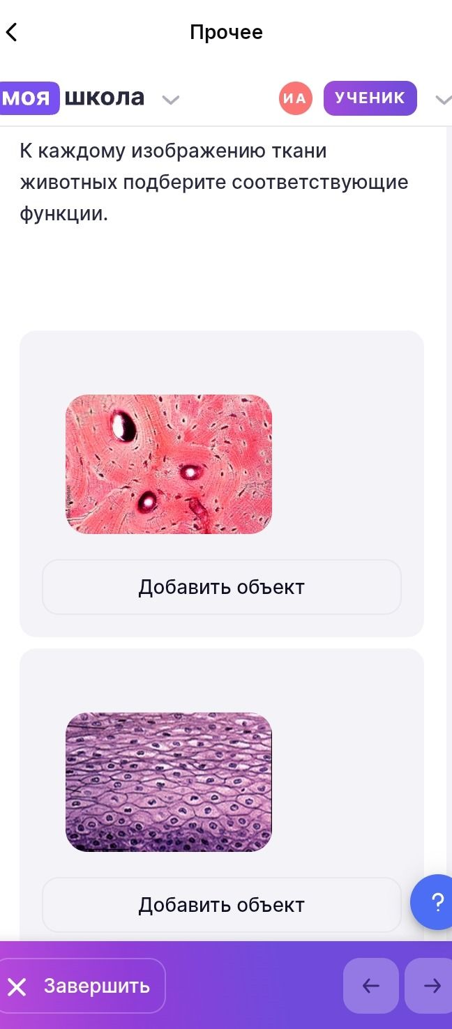 Фото задания: К каждому изображению ткани животных подберите соответствующие функции. Второе изображение.