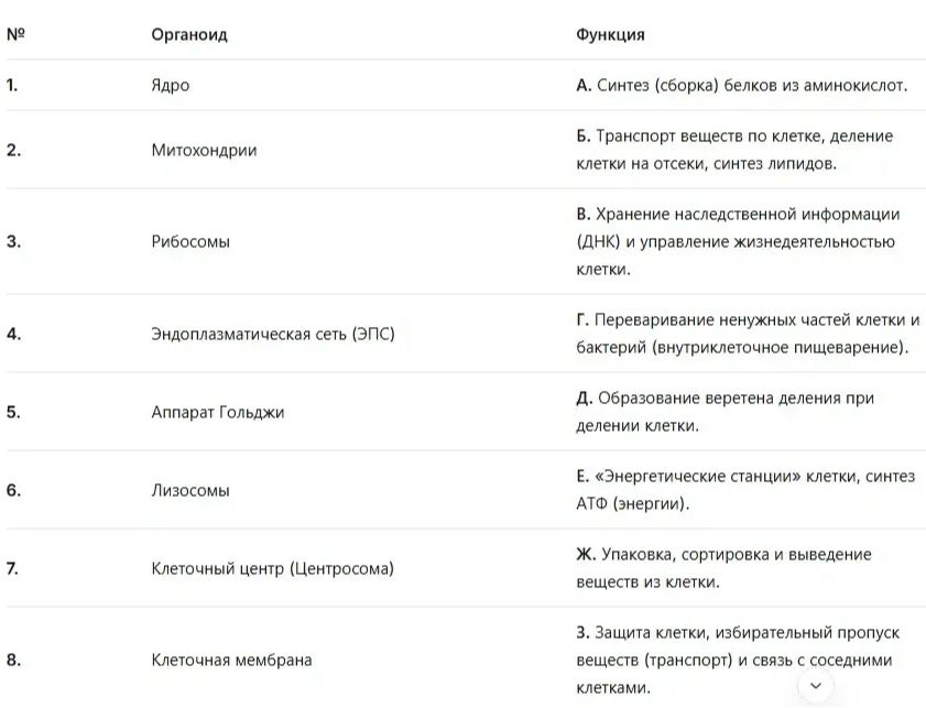 Фото задания: Установите соответствие между органоидами клетки и их функциями: 1. Ядро; 2. Митохондрии; 3. Рибосомы; 4.…