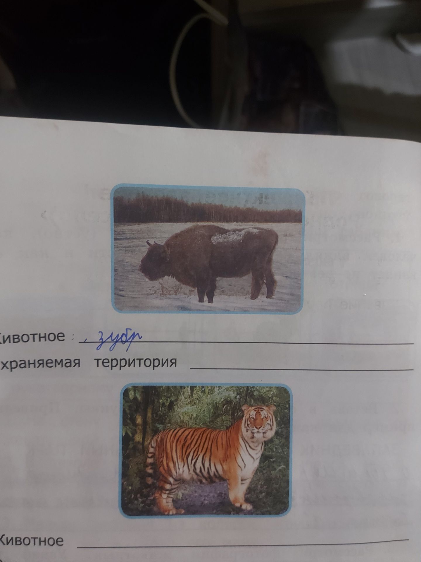 Фото задания: Определи животное и укажи охраняемую территорию. 1) Животное: зубр. 2) Животное: тигр.