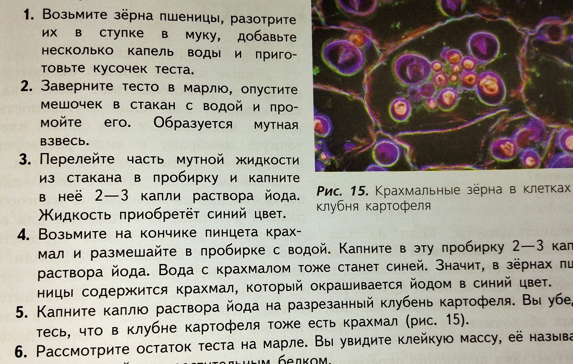 Фото задания: 5. Капните каплю раствора йода на разрезанный клубень картофеля. Вы убедитесь, что в клубне картофеля тоже есть крахмал (рис.…