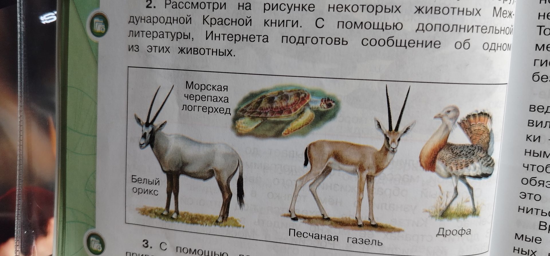 Фото задания: 2. Рассмотри на рисунке некоторых животных. С помощью дополнительной литературы, Интернета подготовь сообщение об одном из…
