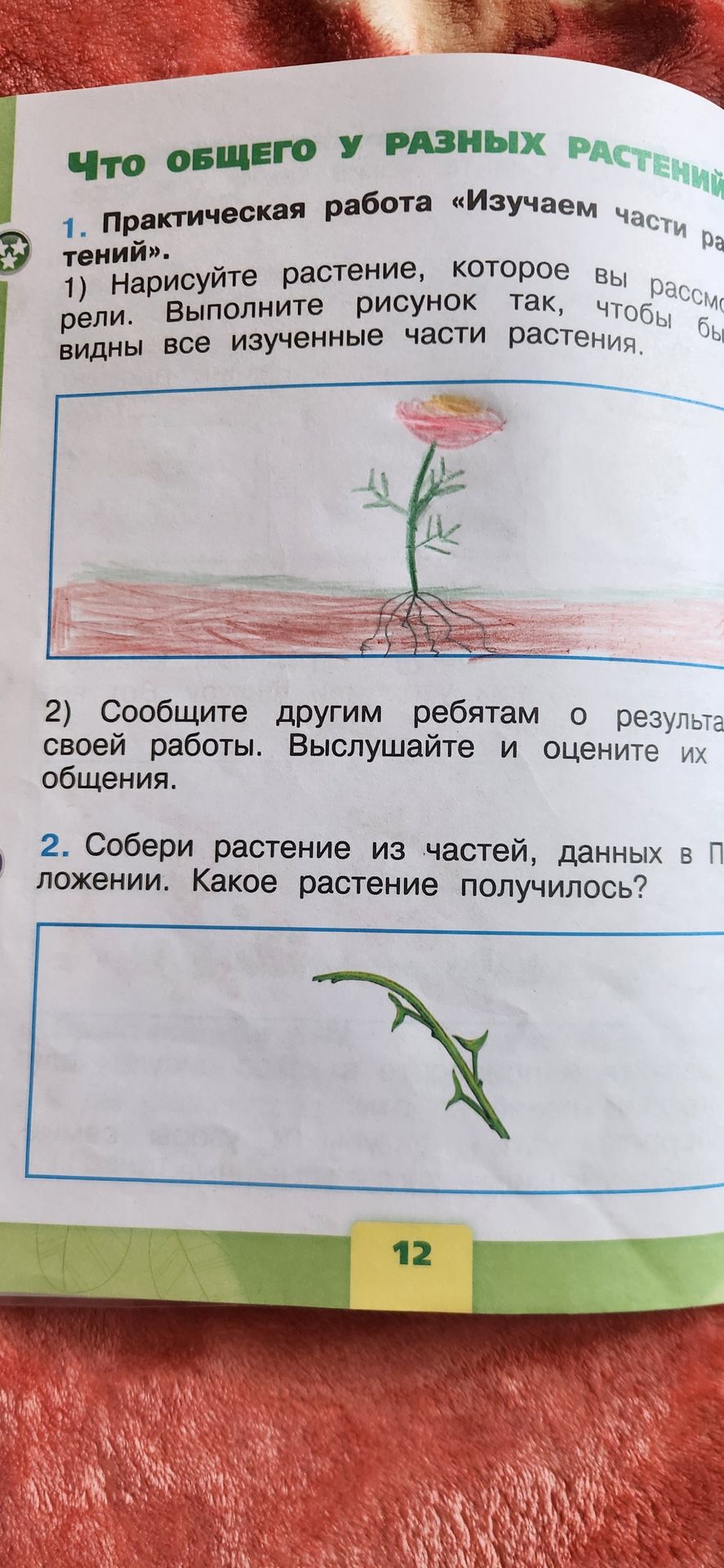 Фото задания: 2. Собери растение из частей, данных в приложении. Какое растение получилось?