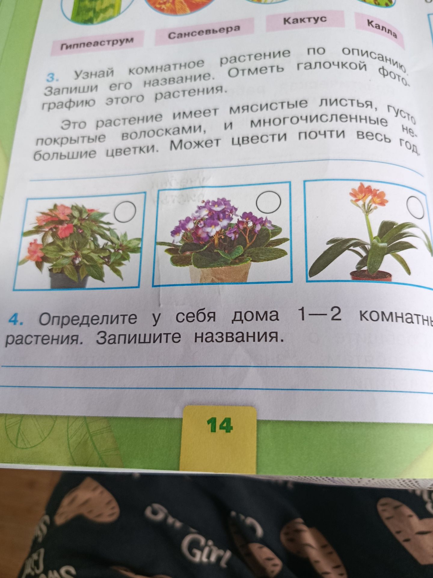Фото задания: 4. Определите у себя дома 1—2 комнатных растения. Запишите названия.