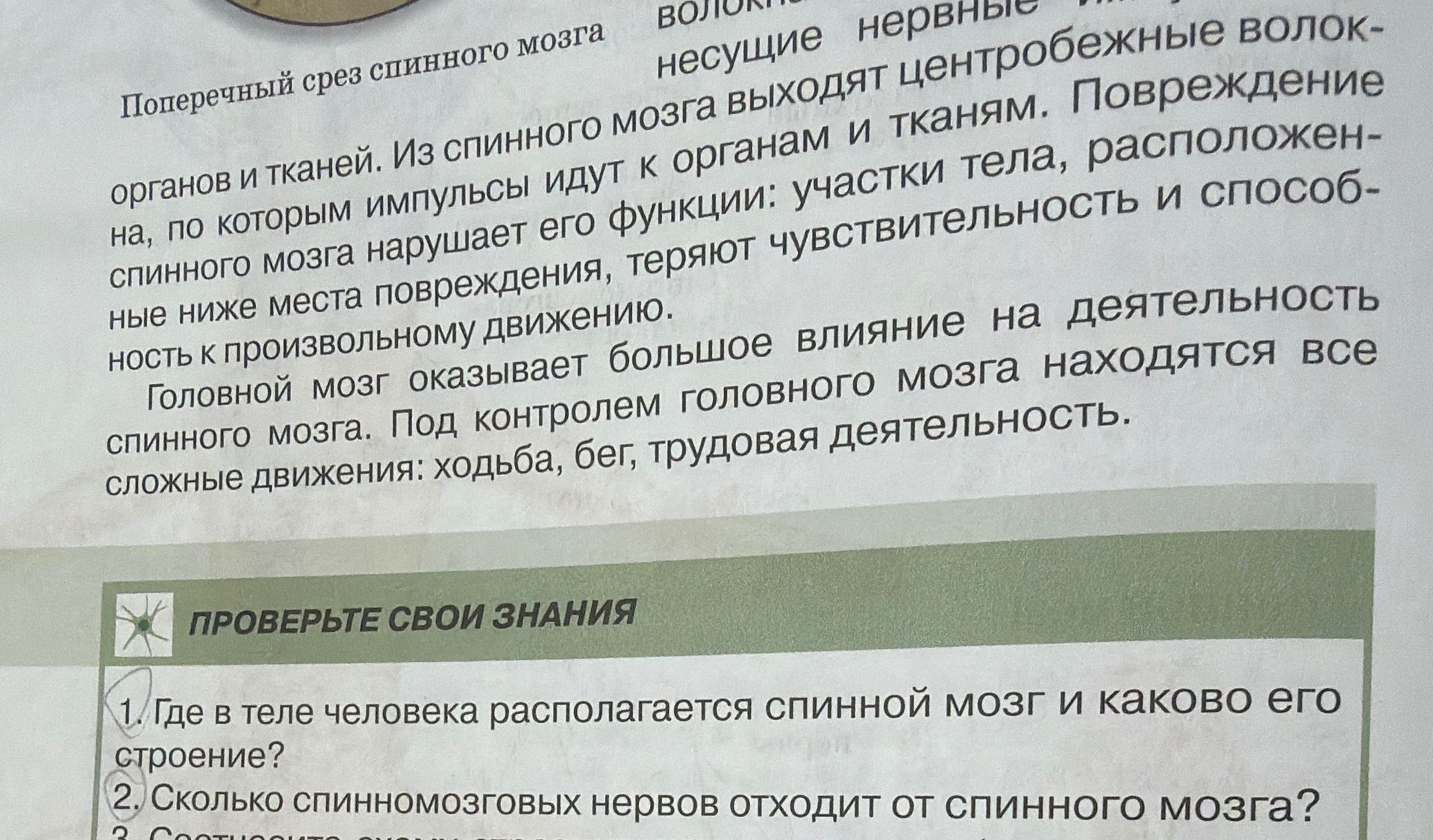 Фото задания: 2. Сколько спинномозговых нервов отходит от спинного мозга?
