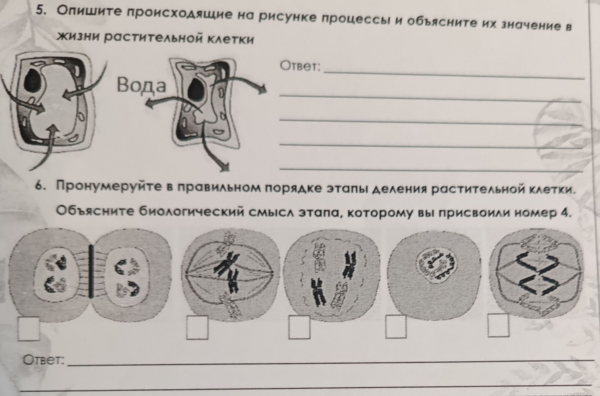 Фото задания: 6. Пронумеруйте в правильном порядке этапы деления растительной клетки. Объясните биологический смысл этапа, которому вы…