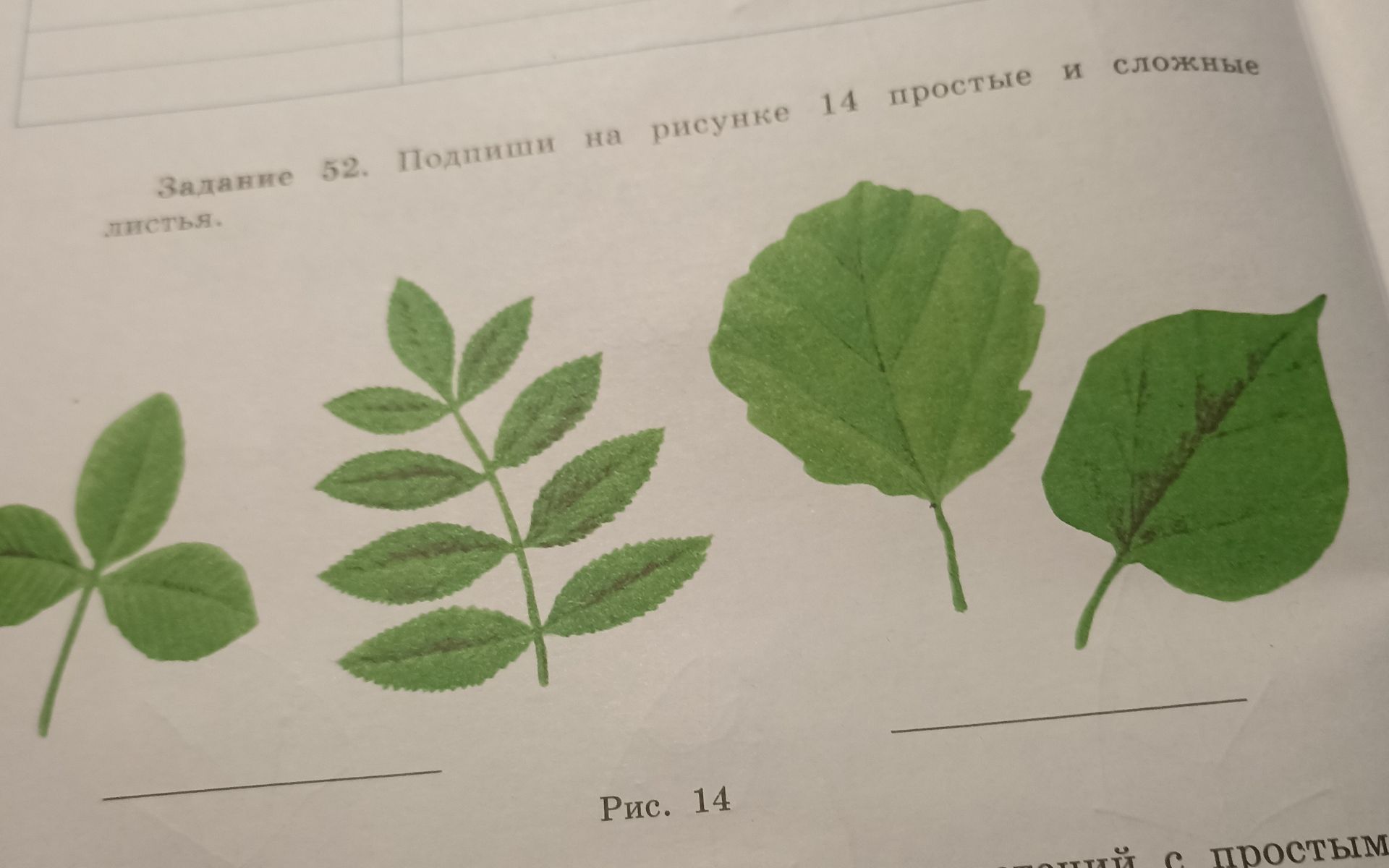 Фото задания: Задание 52. Подпиши на рисунке 14 простые и сложные листья.