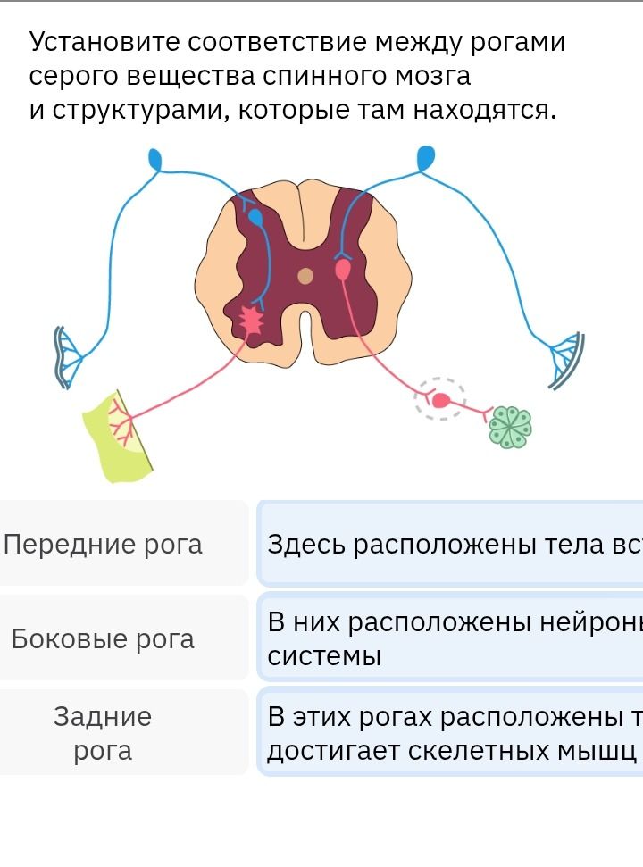Фото задания: Установите соответствие между рогами серого вещества спинного мозга и структурами, которые там находятся. Варианты описаний…