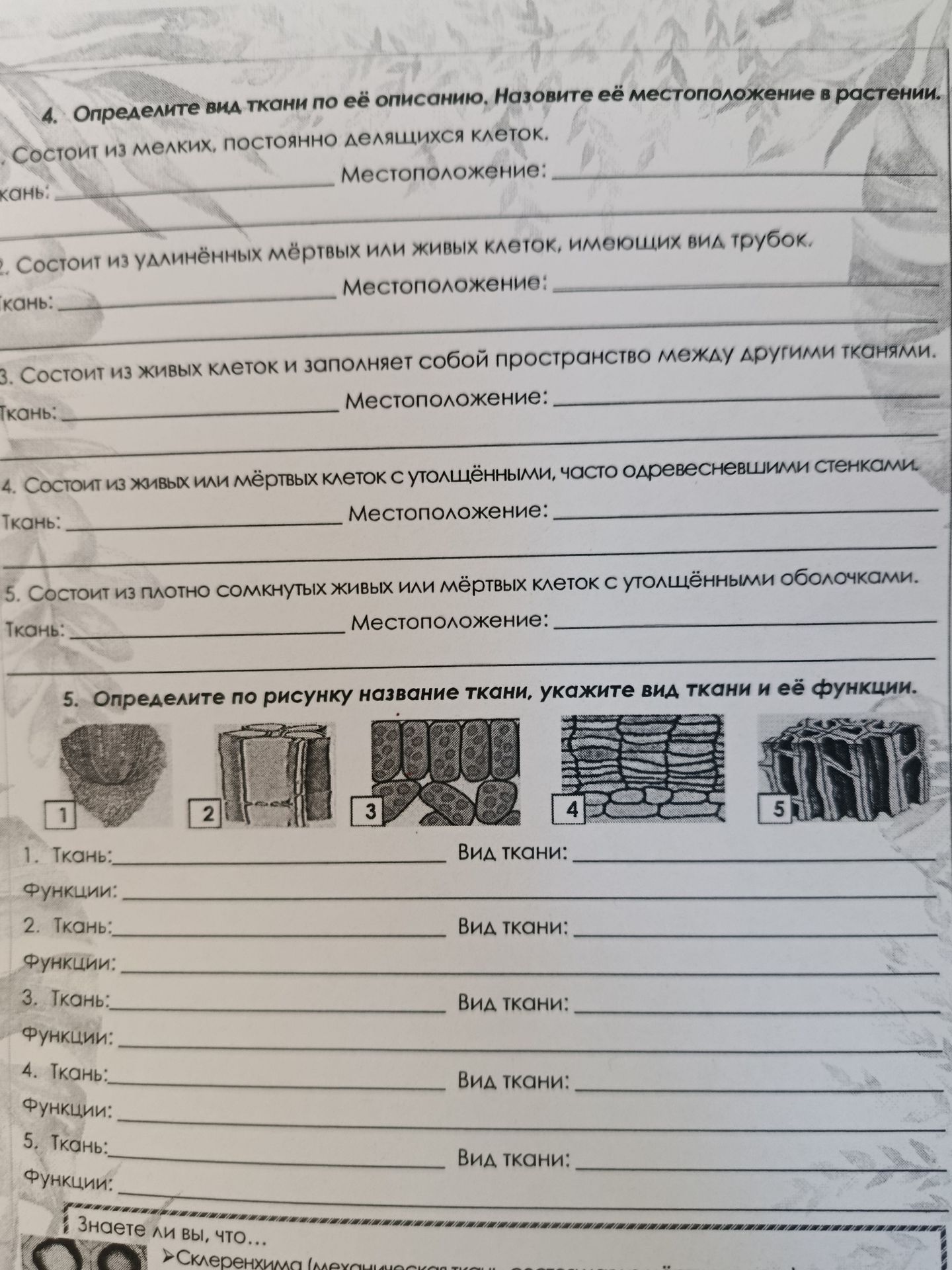 Фото задания: 4. Определите вид ткани по её описанию. Назовите её местоположение в растении. 1) Состоит из мелких, постоянно делящихся…