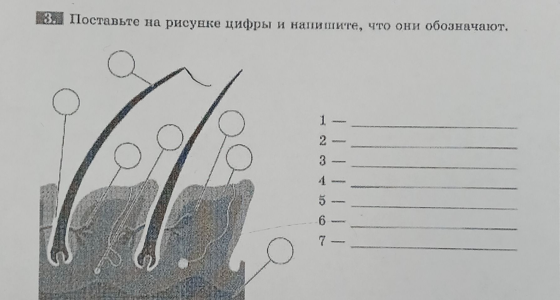 Фото задания: 3. Поставьте на рисунке цифры и напишите, что они обозначают.