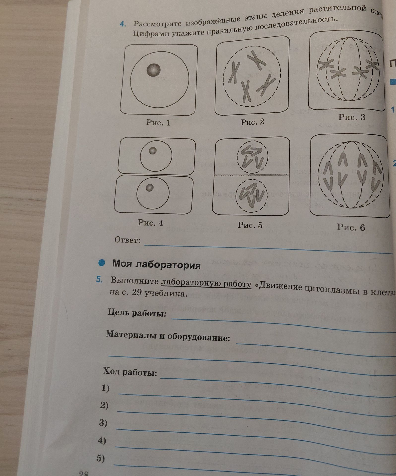 Фото задания: 4. Рассмотрите изображённые этапы деления растительной клетки. Цифрами укажите правильную последовательность.