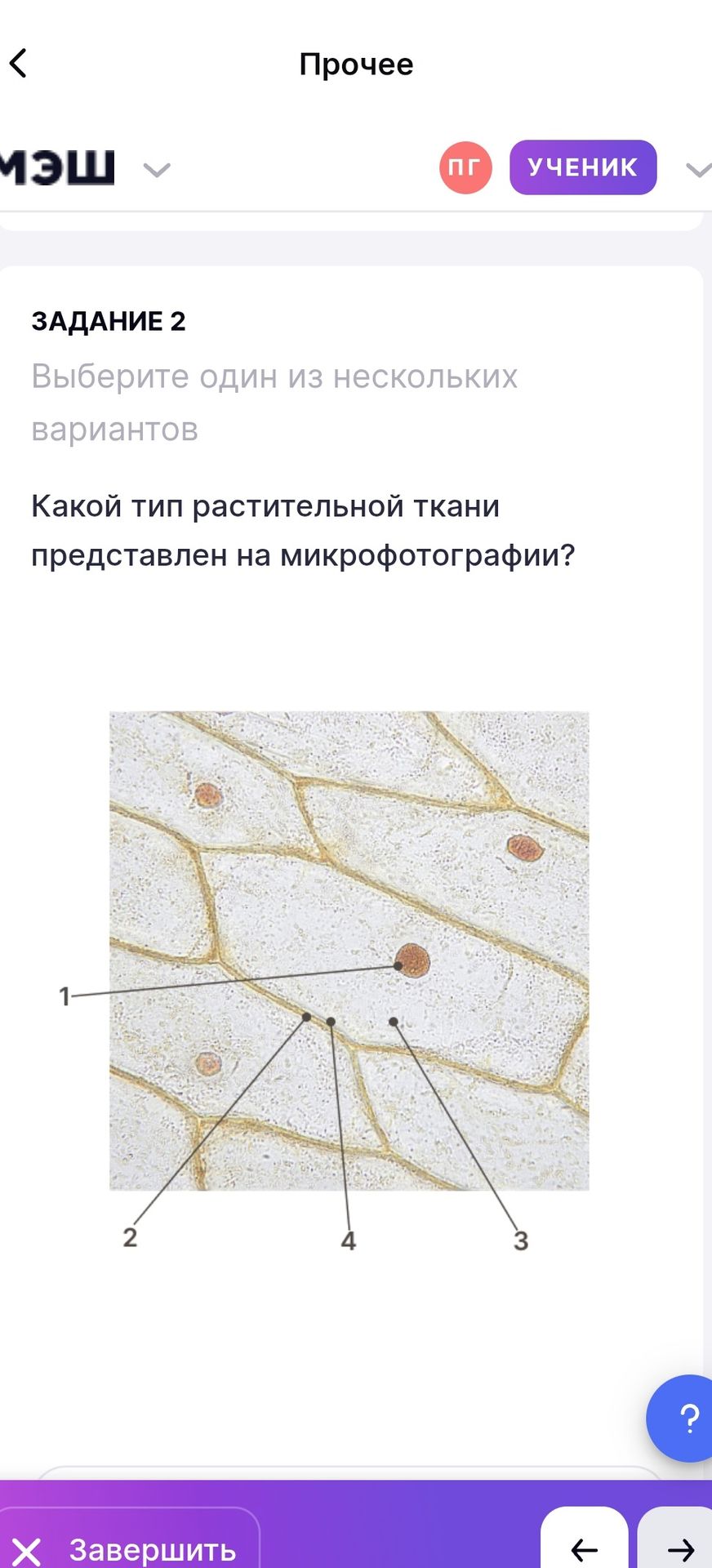 Фото задания: Задание 2. Какой тип растительной ткани представлен на микрофотографии?