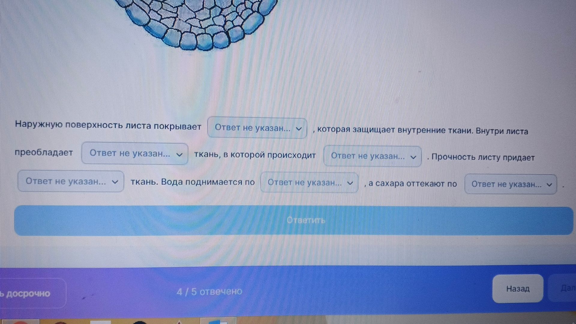 Фото задания: Заполните пропуски: Наружную поверхность листа покрывает ______, которая защищает внутренние ткани. Внутри листа…
