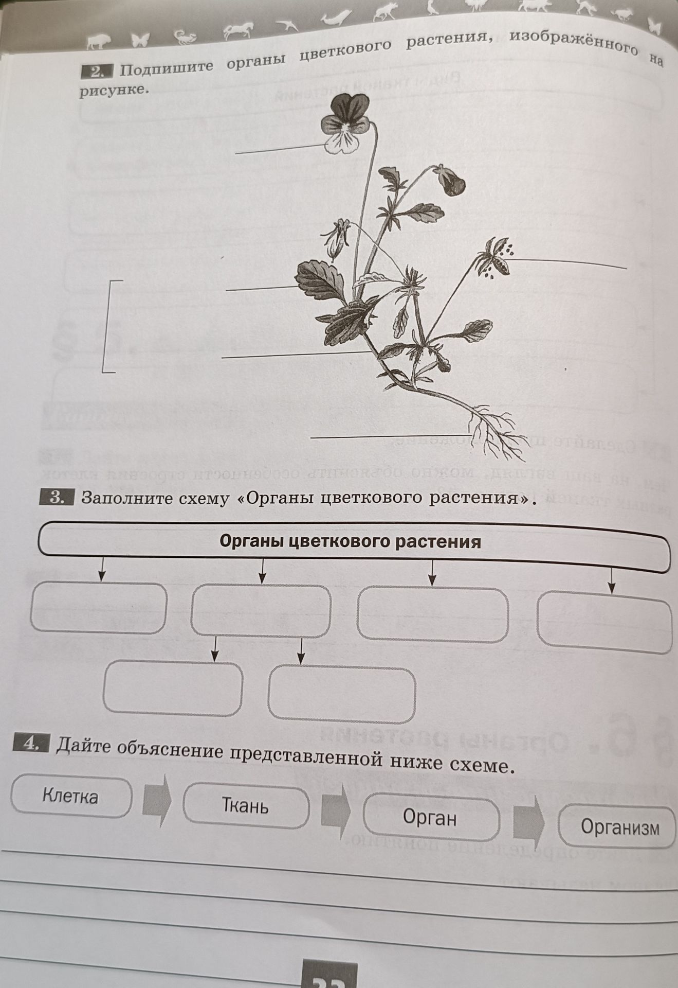 Фото задания: 4. Дайте объяснение представленной ниже схеме: клетка → ткань → орган → организм.