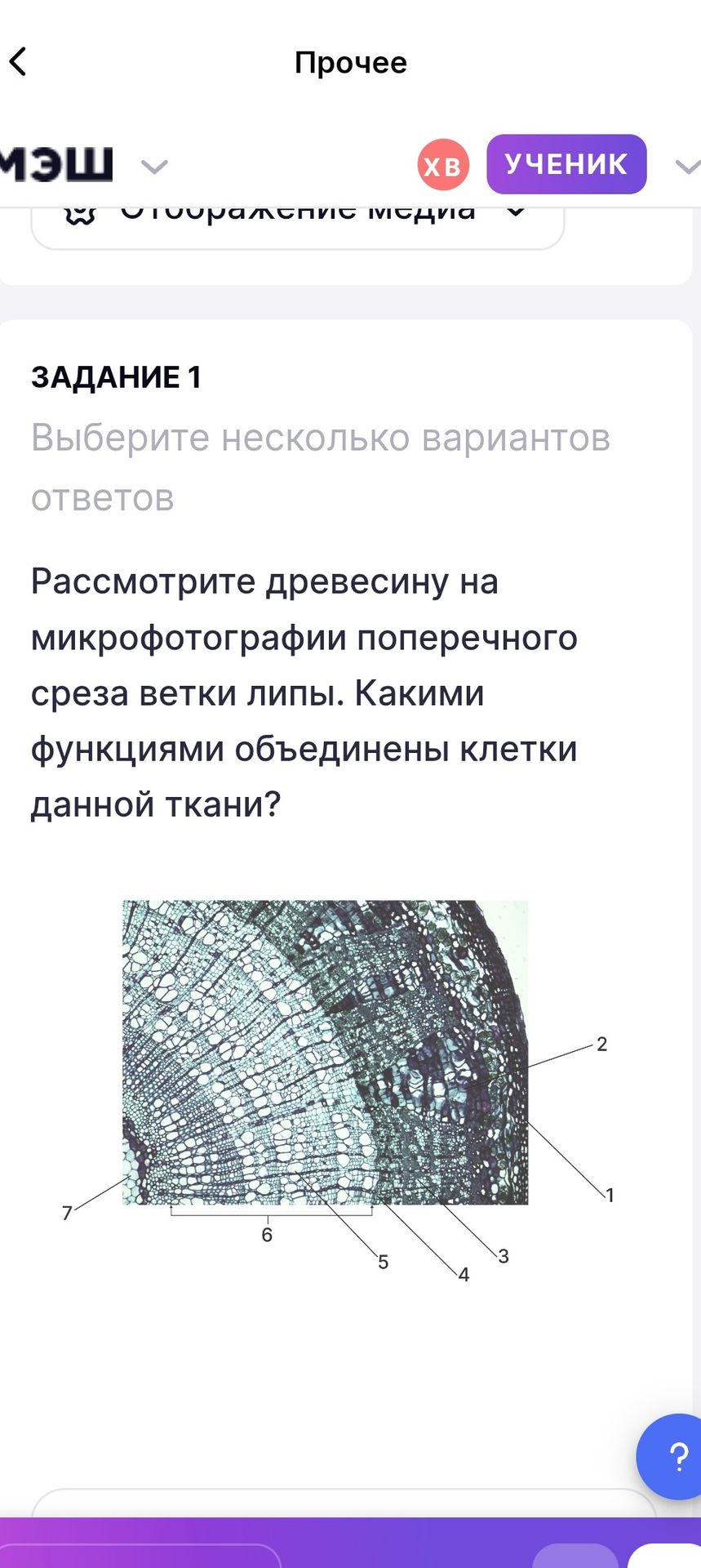 Фото задания: Задание 1. Выберите несколько вариантов ответов. Рассмотрите древесину на микрофотографии поперечного среза ветки липы.…