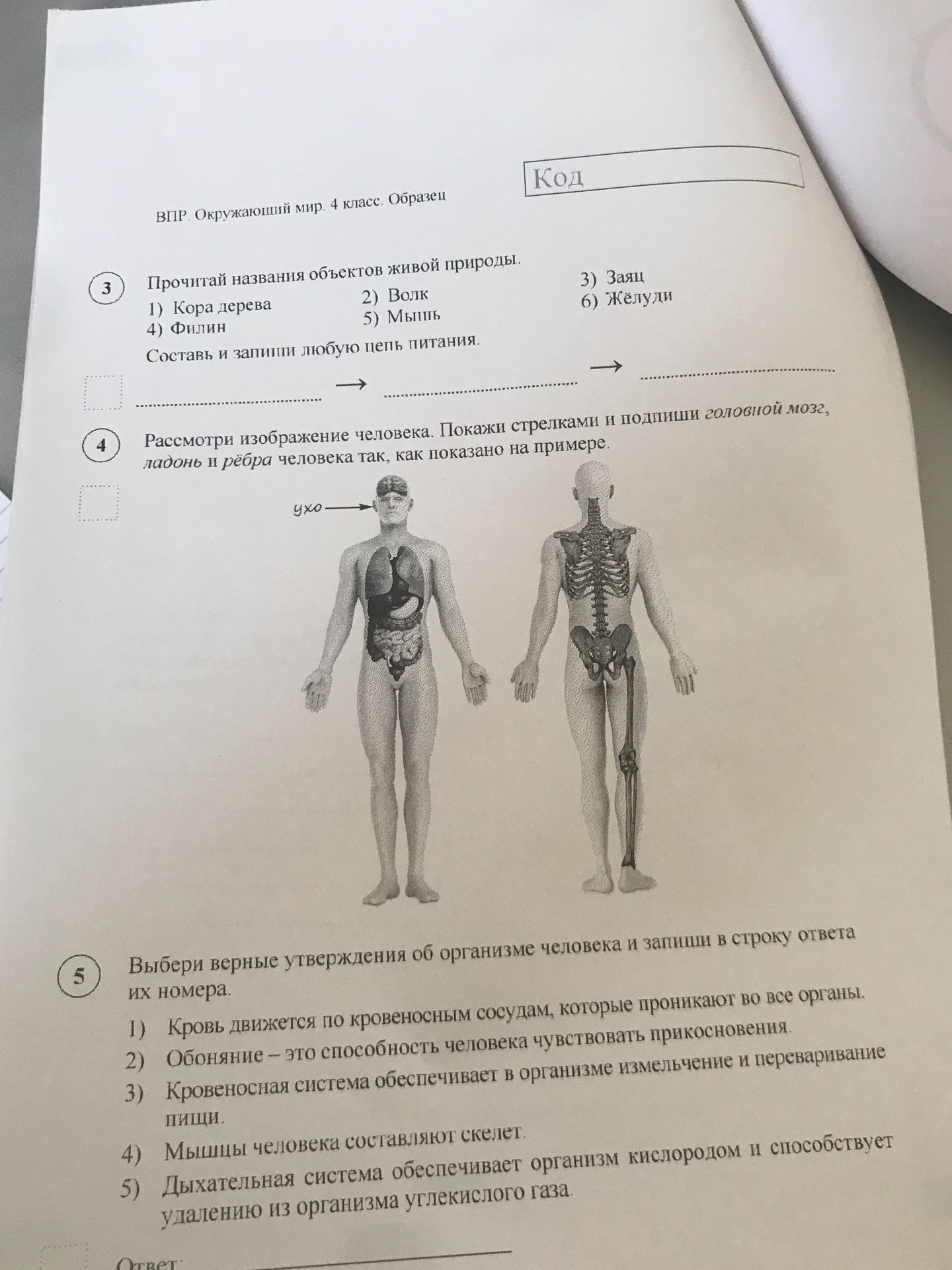 Фото задания: 4. Рассмотри изображение человека. Покажи стрелками и подпиши головной мозг, ладонь и рёбра человека так, как показано на…