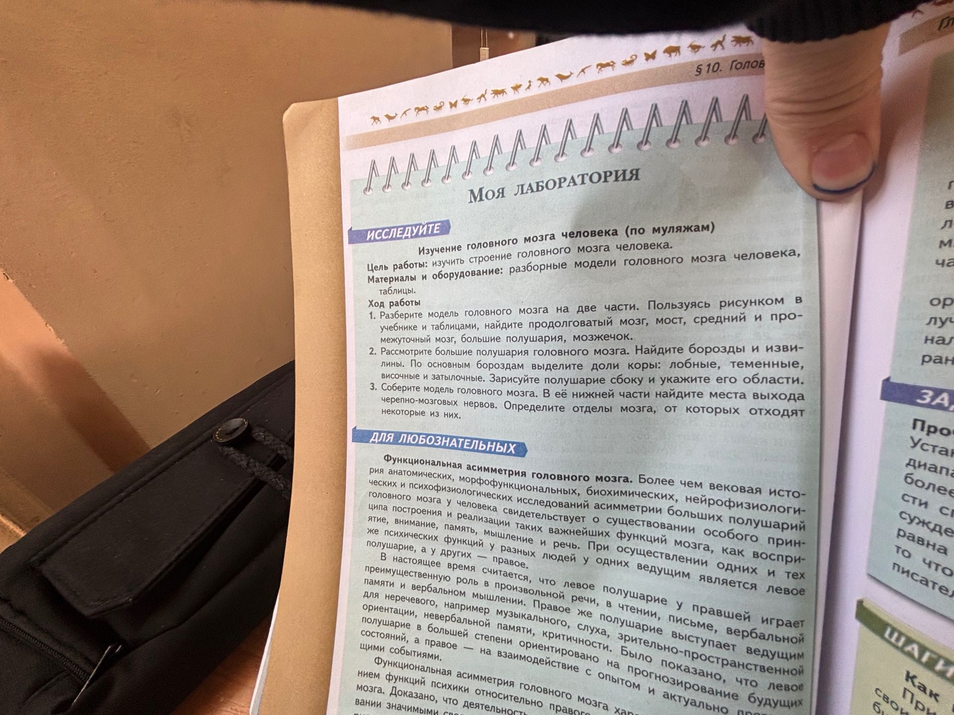 Фото задания: Изучение головного мозга человека (по муляжам). 1. Разберите модель головного мозга на две части. Пользуясь рисунком в…