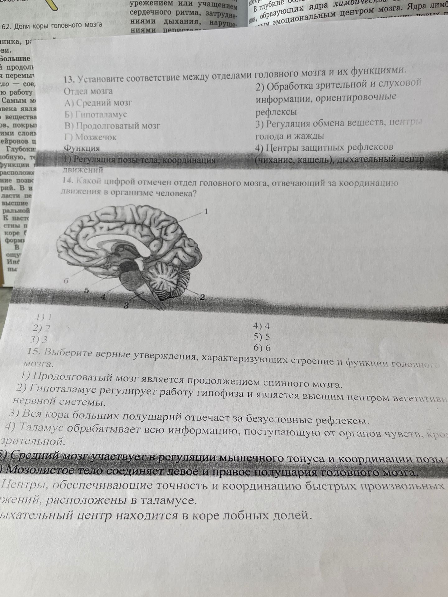 Фото задания: 13. Установите соответствие между отделами головного мозга и их функциями. Отдел мозга: А) Средний мозг; Б) Гипоталамус; В)…