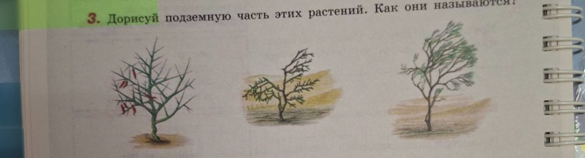 Фото задания: 3. Дорисуй подземную часть этих растений. Как они называются?