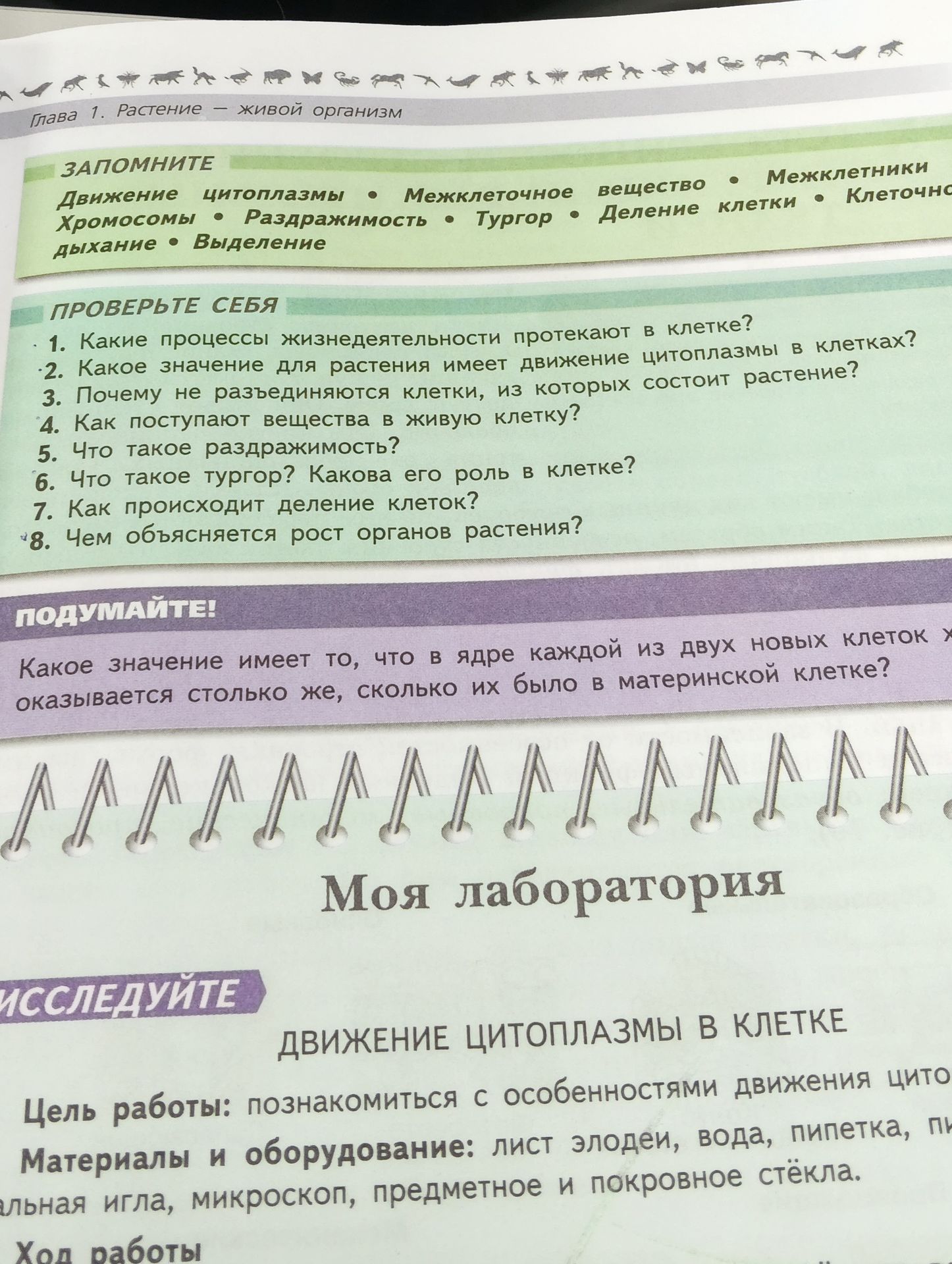 Фото задания: Исследуйте движение цитоплазмы в клетке. Цель работы: познакомиться с особенностями движения цитоплазмы. Материалы и…