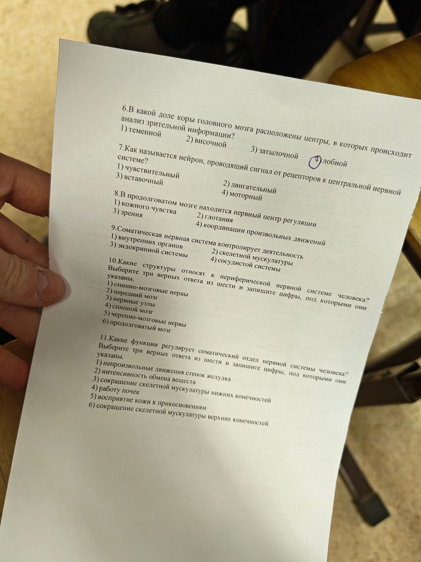 Фото задания: 11. Какие функции регулирует соматический отдел нервной системы человека? Выберите три верных ответа из шести и запишите…