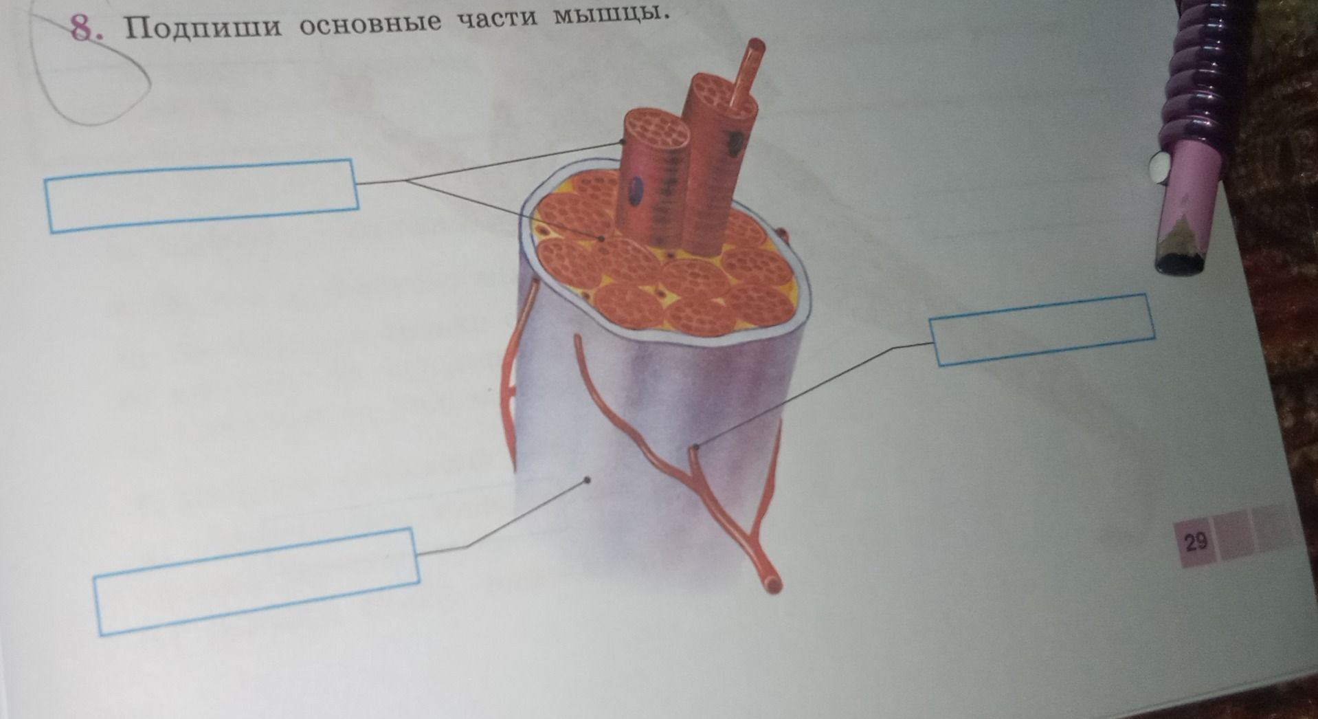 Фото задания: 8. Подпиши основные части мышцы.
