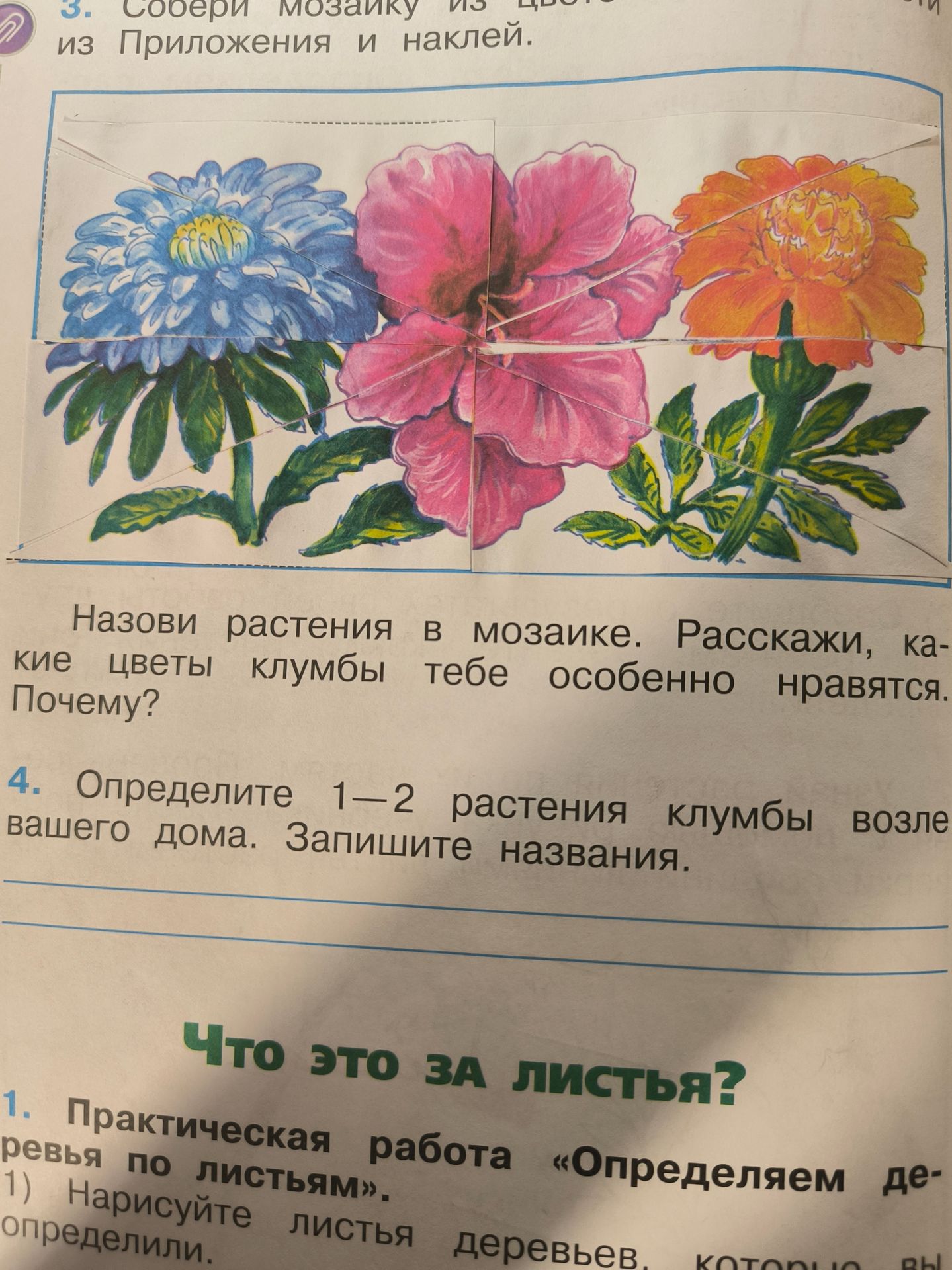 Фото задания: 1. Практическая работа «Определяем деревья по листьям». 1) Нарисуйте листья деревьев, которые вы определили. [Остальная часть…