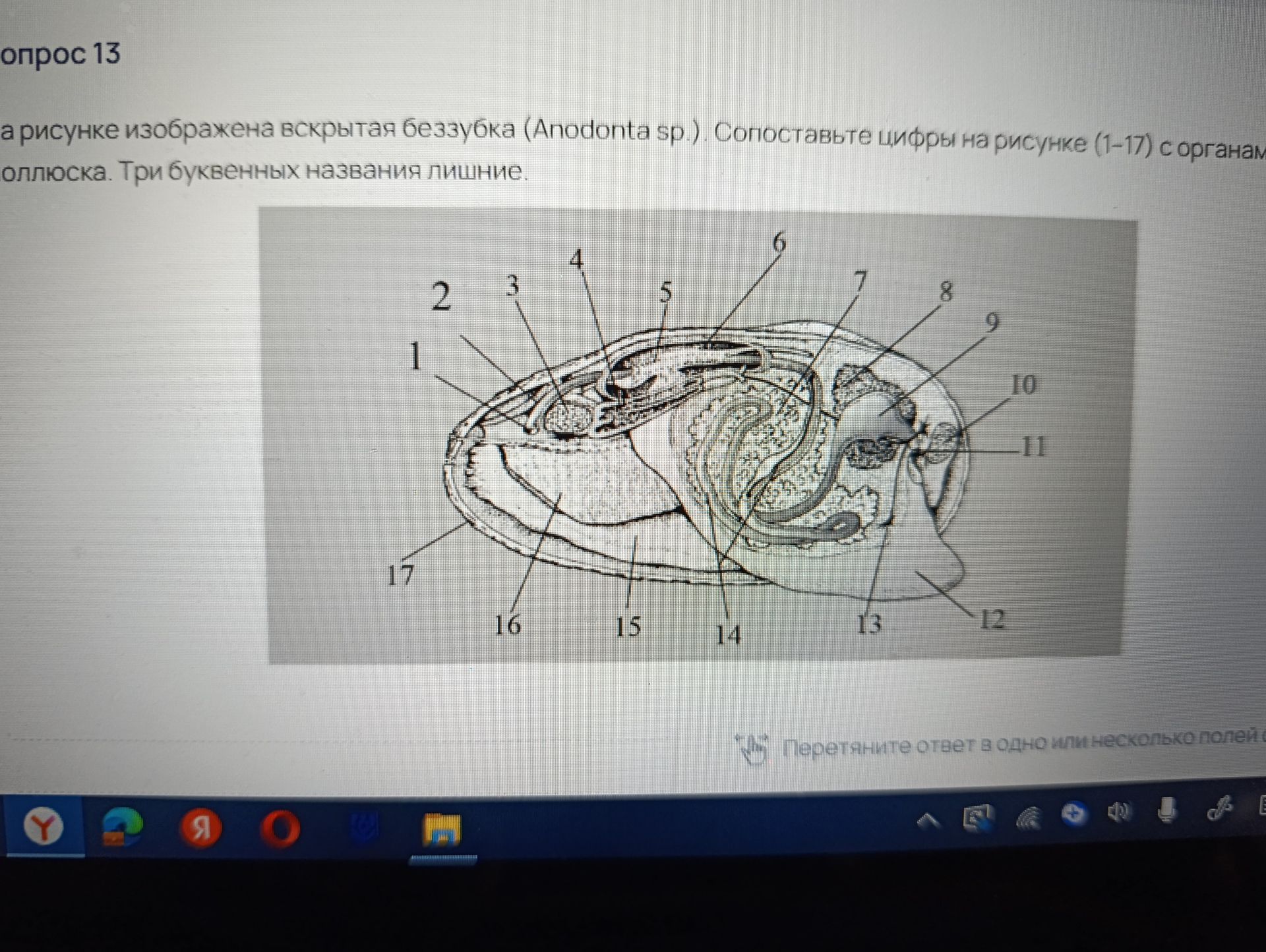 Фото задания: Вопрос 13. На рисунке изображена вскрытая беззубка (Anodonta sp.). Сопоставьте цифры на рисунке (1–17) с органами моллюска.…
