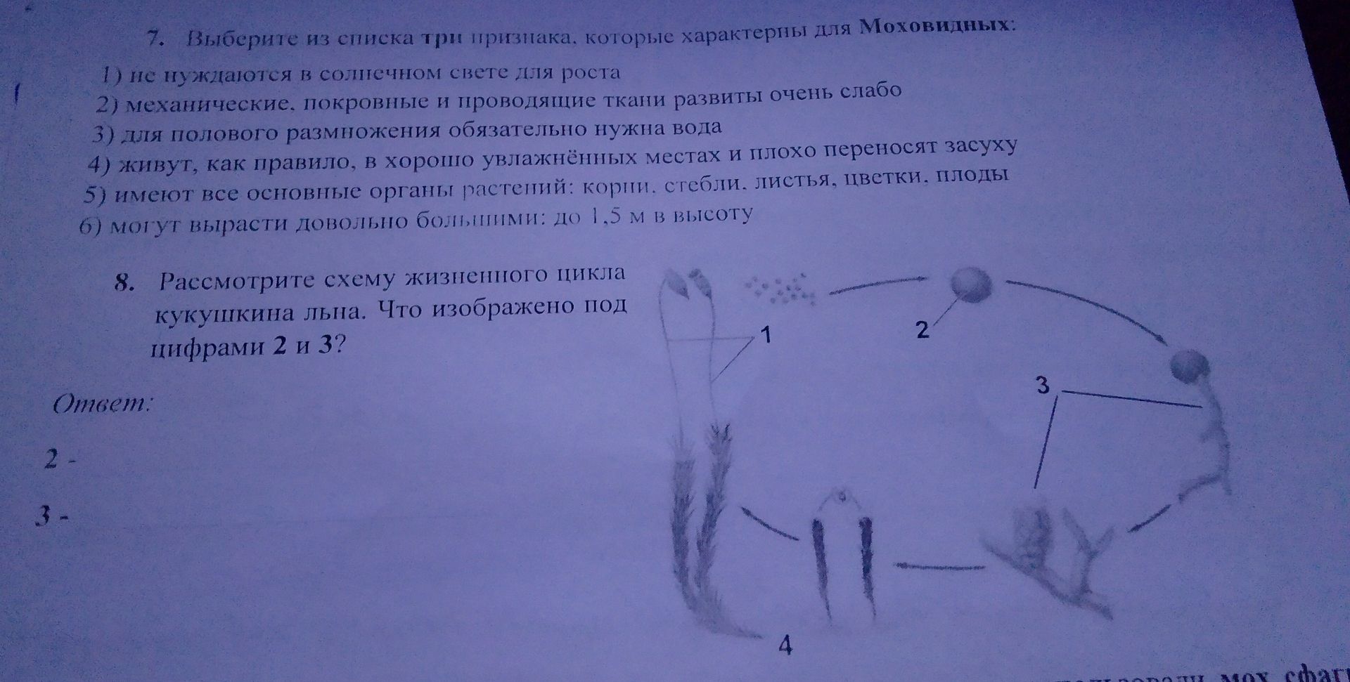Фото задания: 8. Рассмотрите схему жизненного цикла кукушкина льна. Что изображено под цифрами 2 и 3?