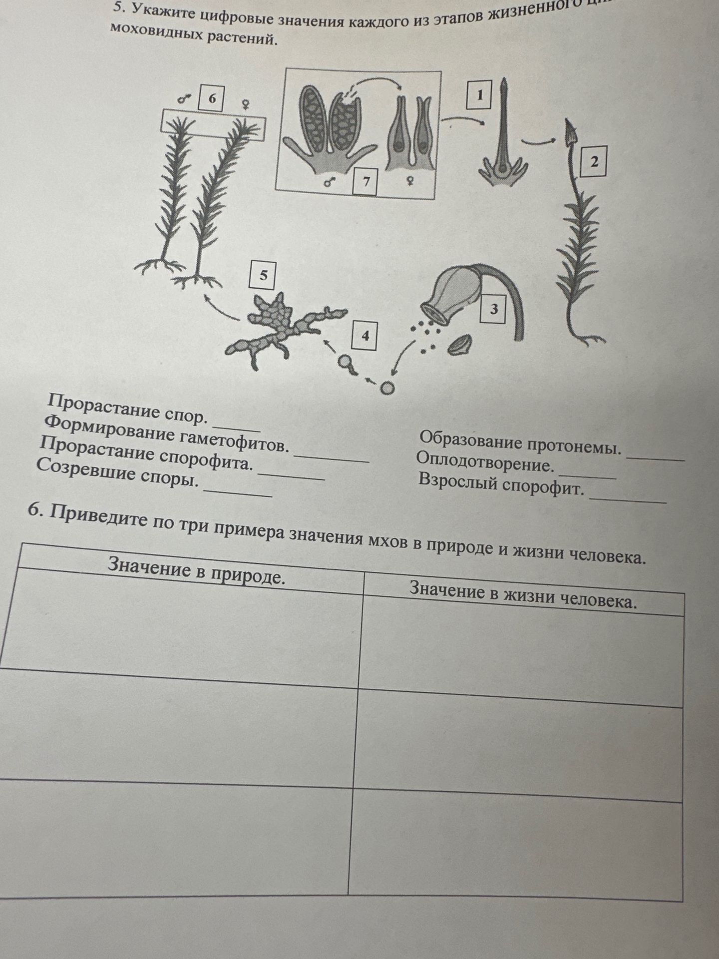 Фото задания: 6. Приведите по три примера значения мхов в природе и жизни человека.