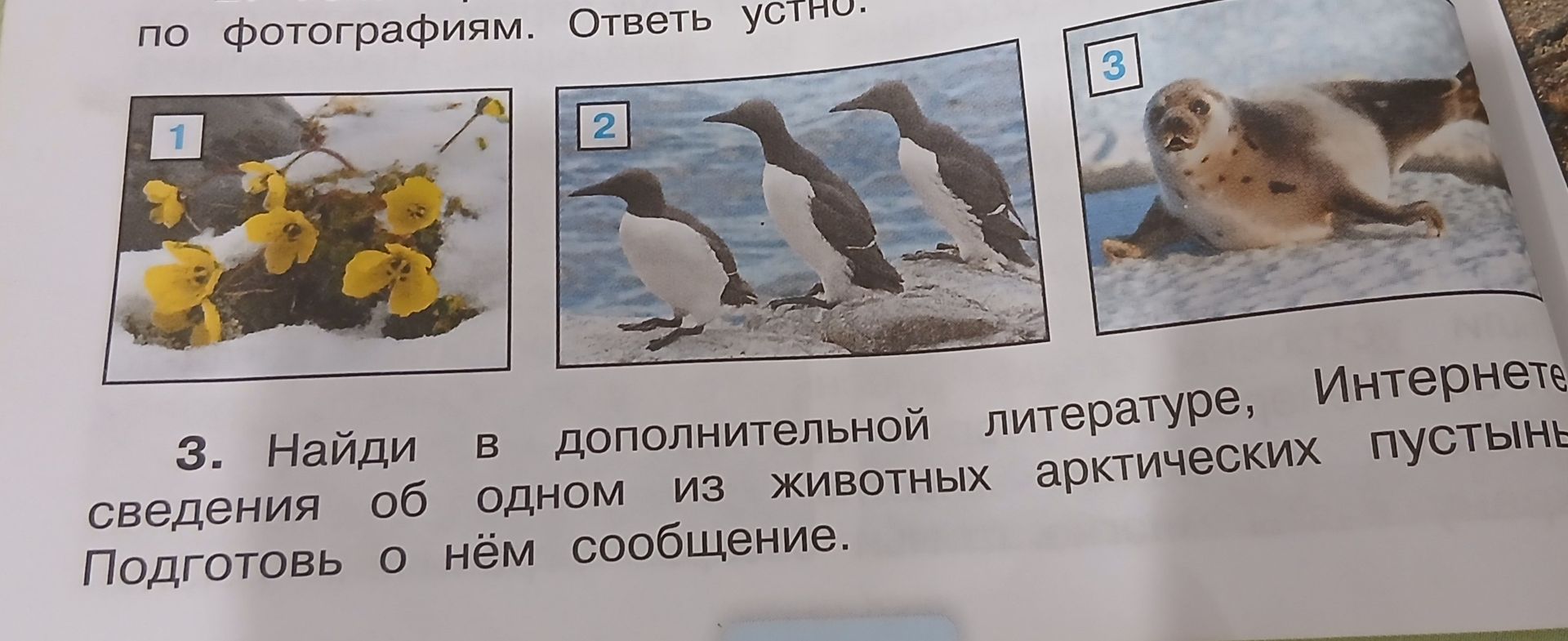 Фото задания: 3. Найди в дополнительной литературе, Интернете сведения об одном из животных арктических пустынь. Подготовь о нём сообщение.