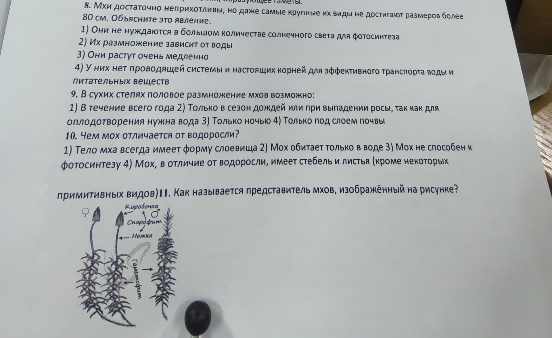 Фото задания: 8. Мхи достаточно неприхотливы, но даже самые крупные их виды не достигают размеров более 80 см. Объясните это явление. 1)…