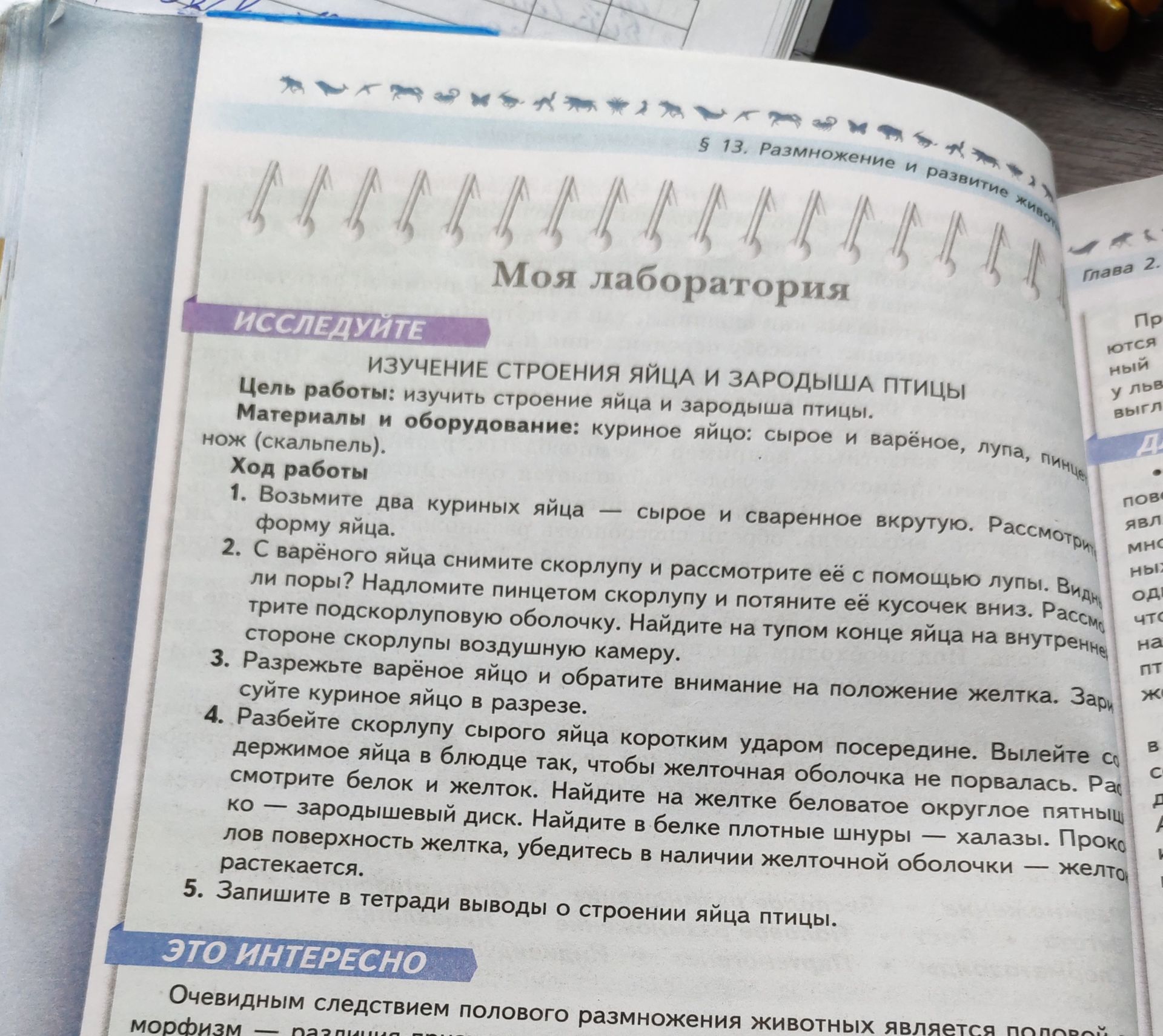 Фото задания: Изучение строения яйца и зародыша птицы. Цель работы: изучить строение яйца и зародыша птицы. Рассмотрите сырое и сваренное…