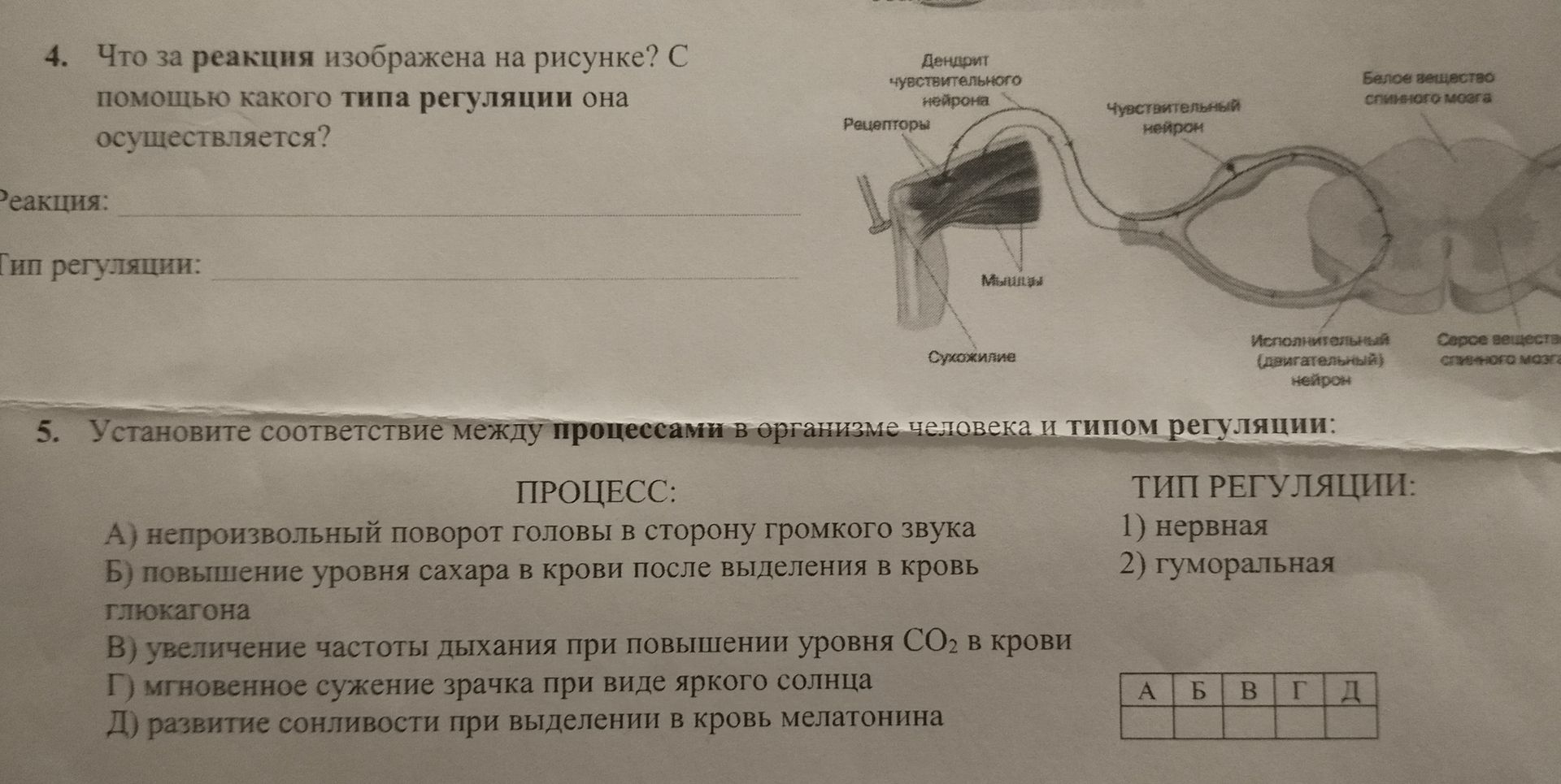 Фото задания: 4. Что за реакция изображена на рисунке? С помощью какого типа регуляции она осуществляется?
