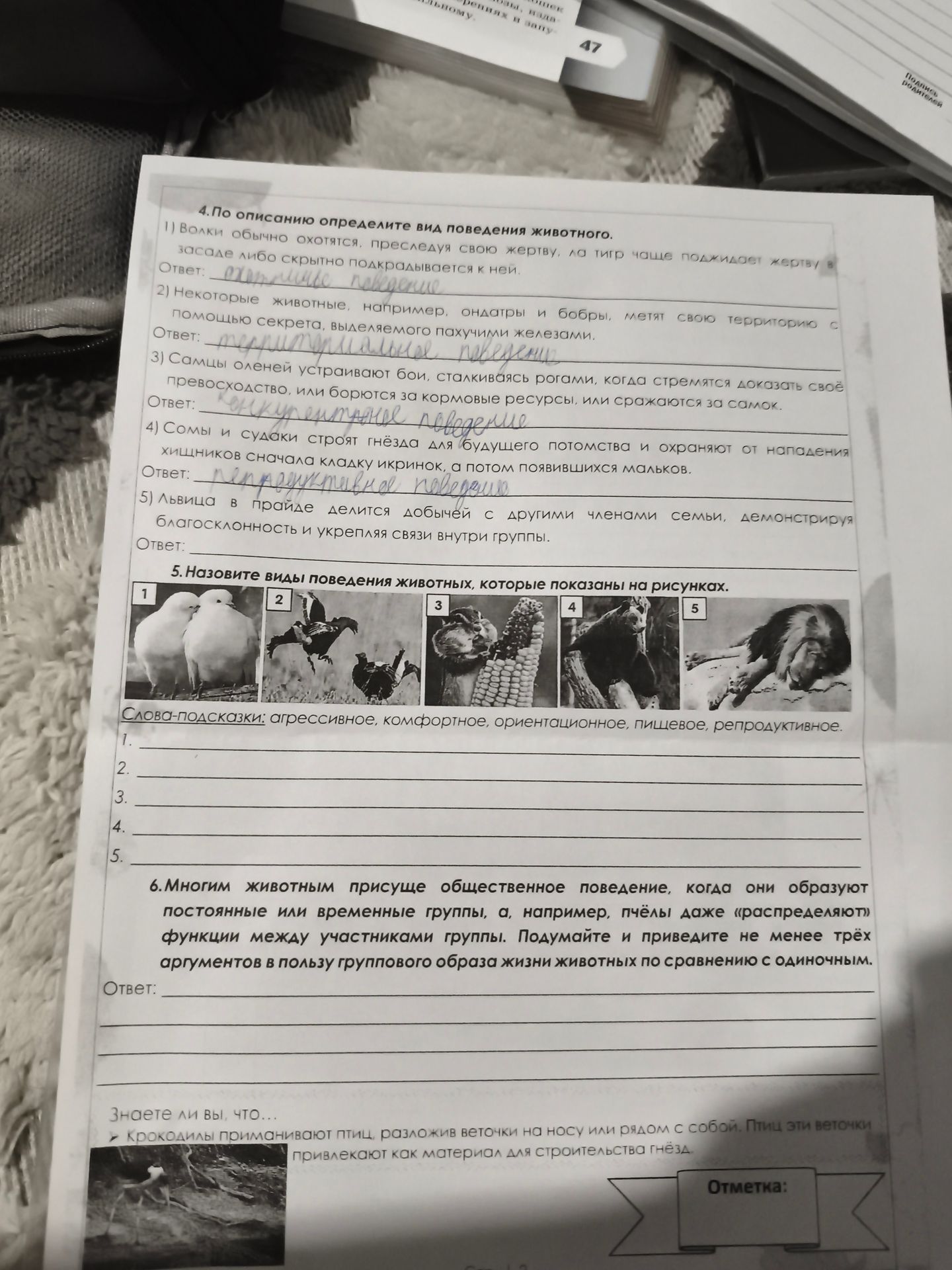 Фото задания: 5. Назовите виды поведения животных, которые показаны на рисунках. Слова-подсказки: агрессивное, комфортное,…