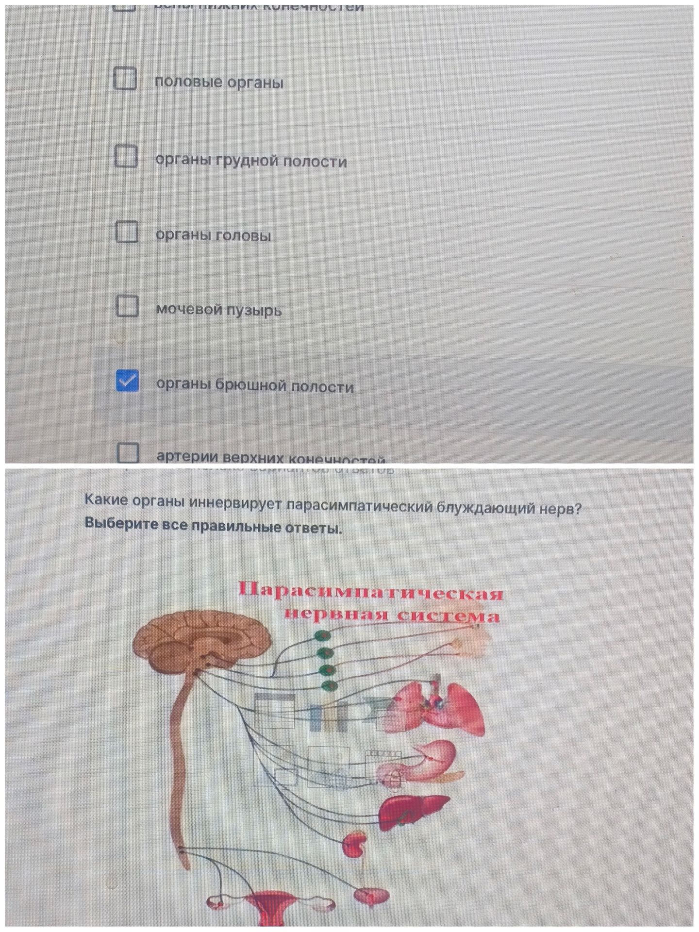 Фото задания: Какие органы иннервирует парасимпатический блуждающий нерв? Выберите все правильные ответы. Видимые варианты: половые органы;…